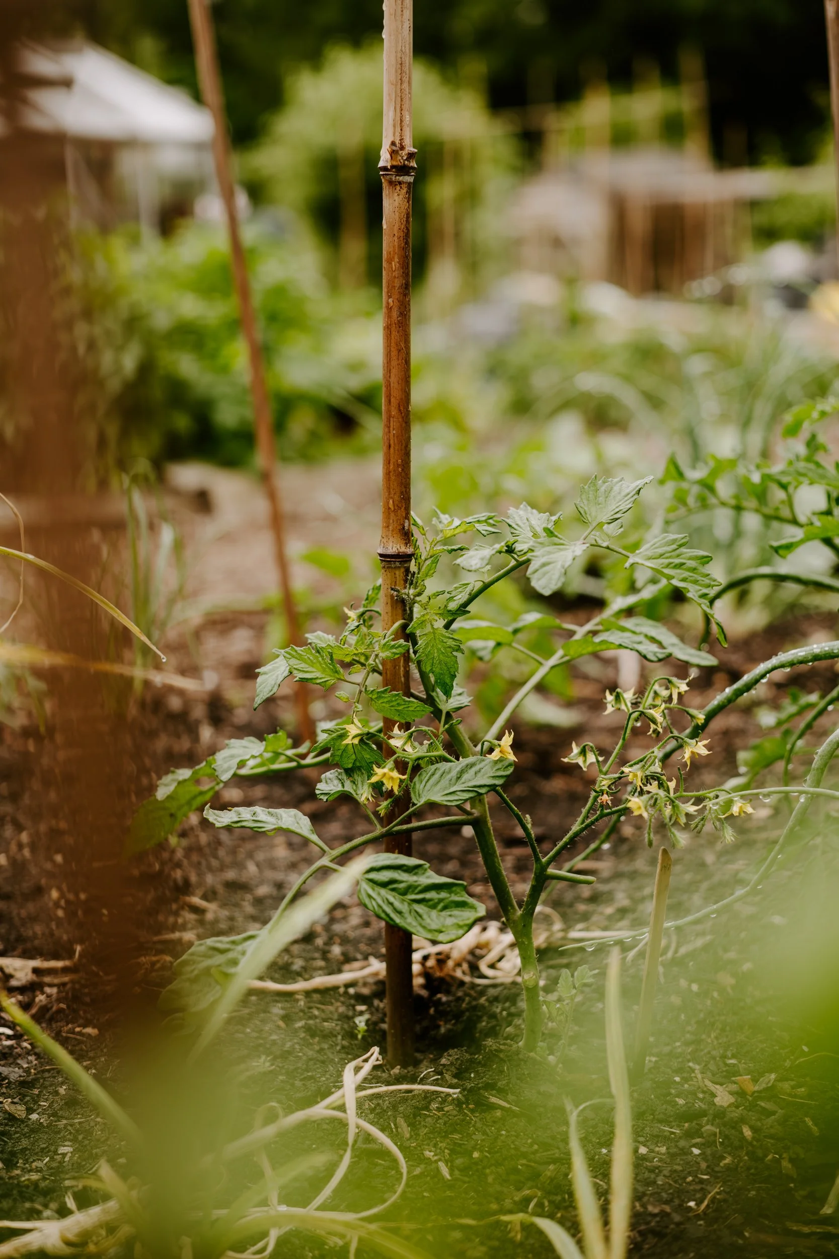 A Year At The Allotment_June-160.jpg