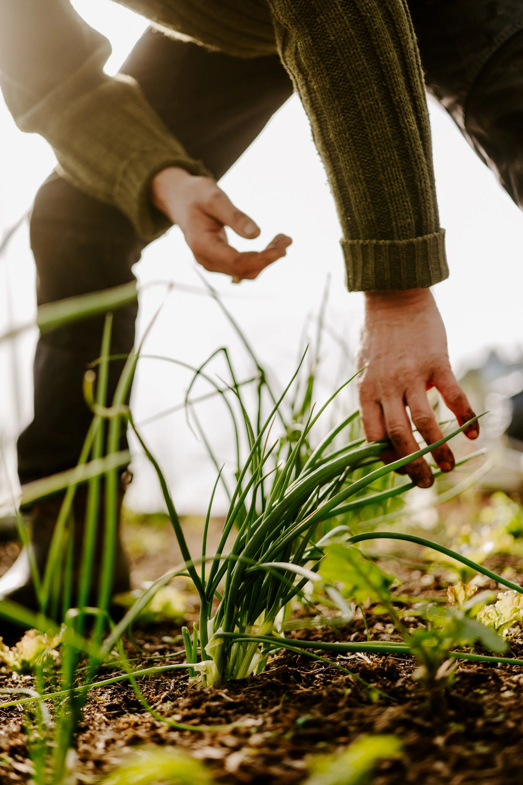 A Year at the Allotment_March-202.jpg