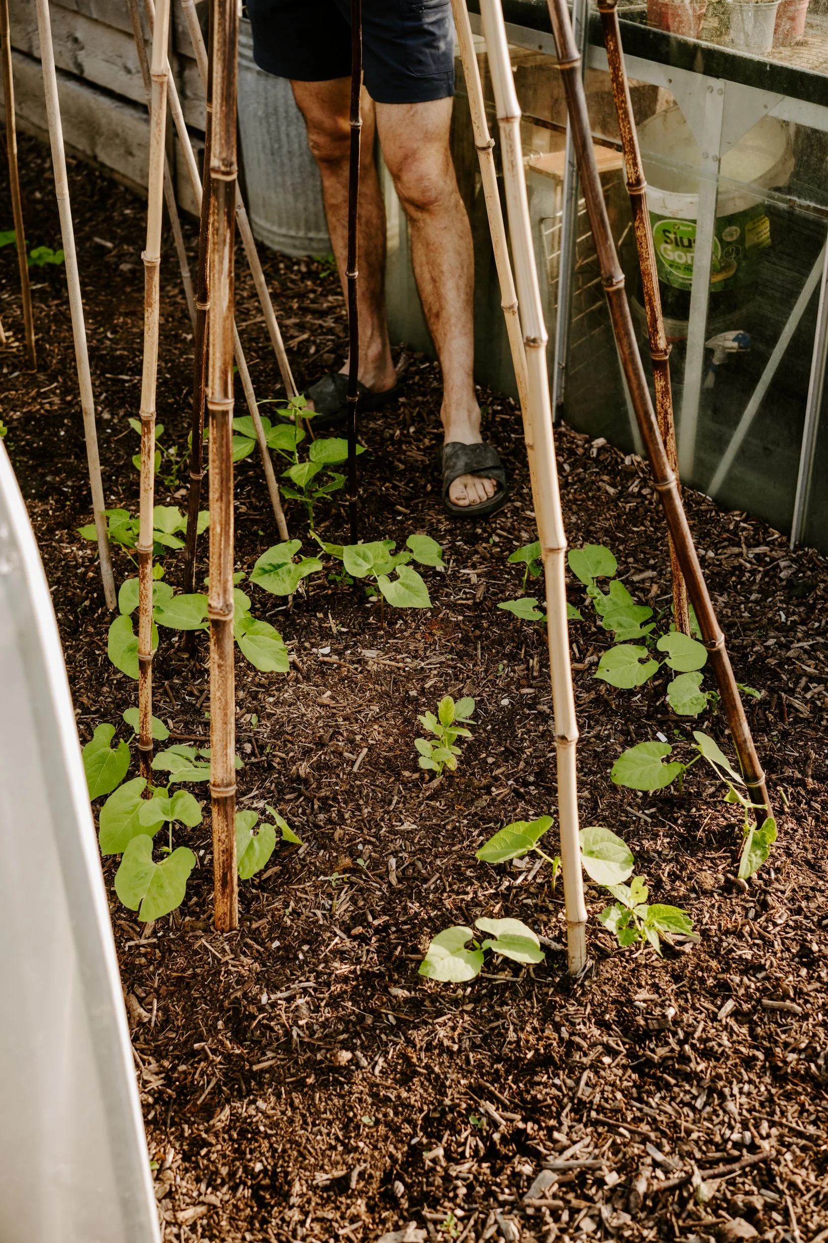 TSP_A Year At The Allotment_July 2026-113.jpg