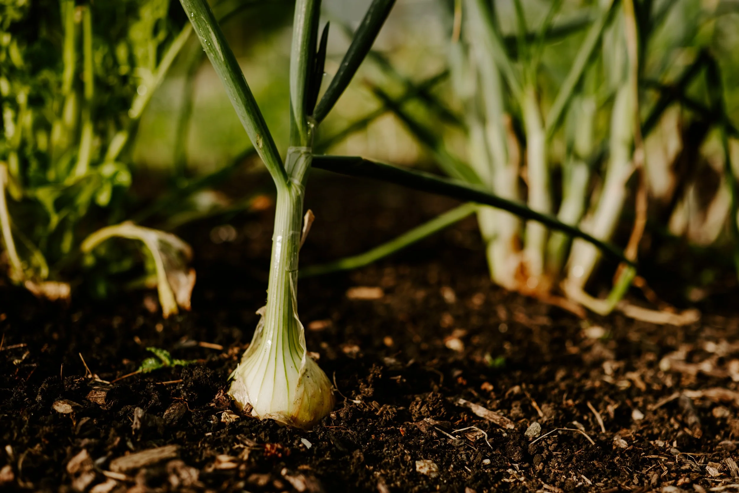 A Year at the Allotment_May 2026-194.jpg