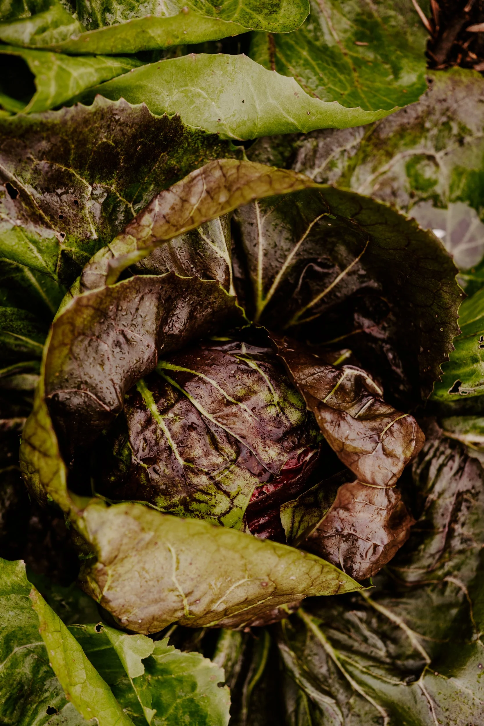 A Year on the Allotment_October 2025-398.jpg