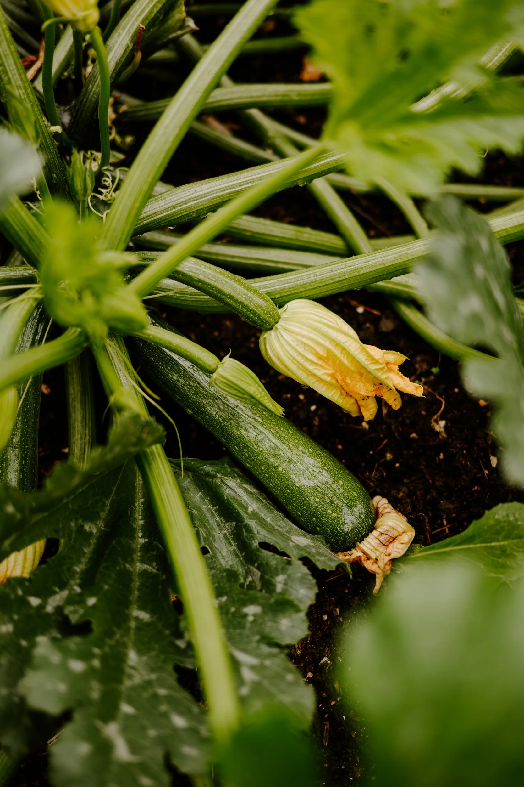 A Year at the allotment_August 2026-178.jpg