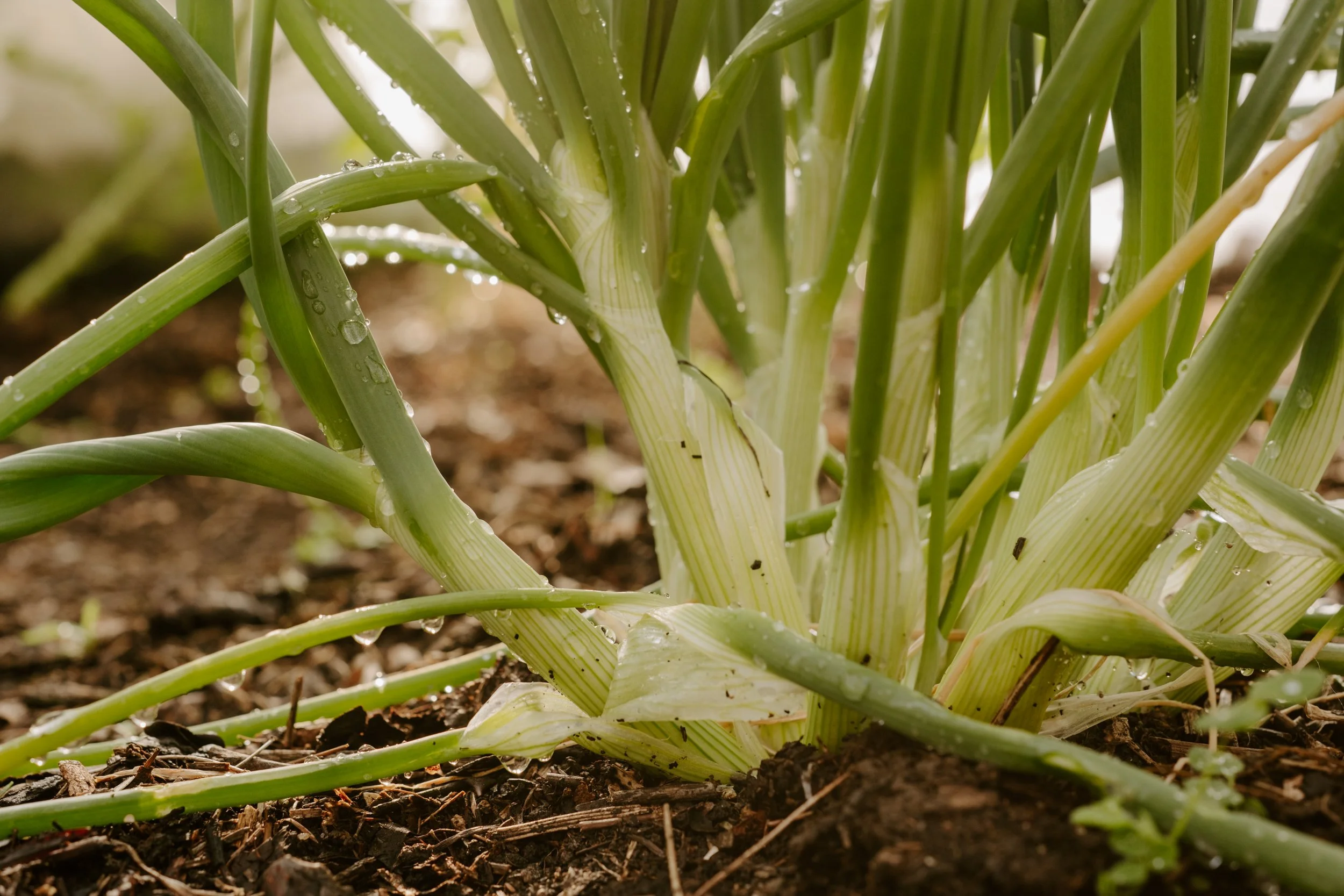 A Year At The Allotment_April-138.jpg