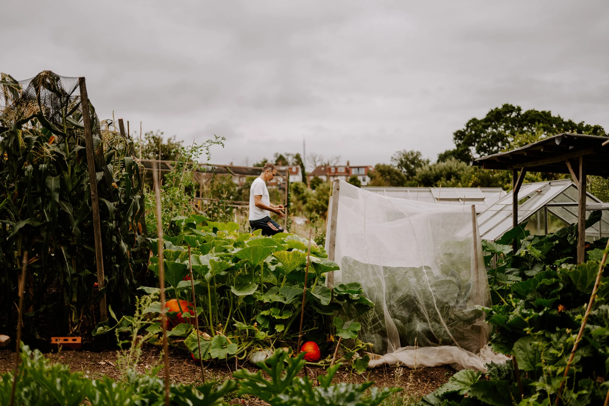 A Year at the allotment_August 2026-175.jpg