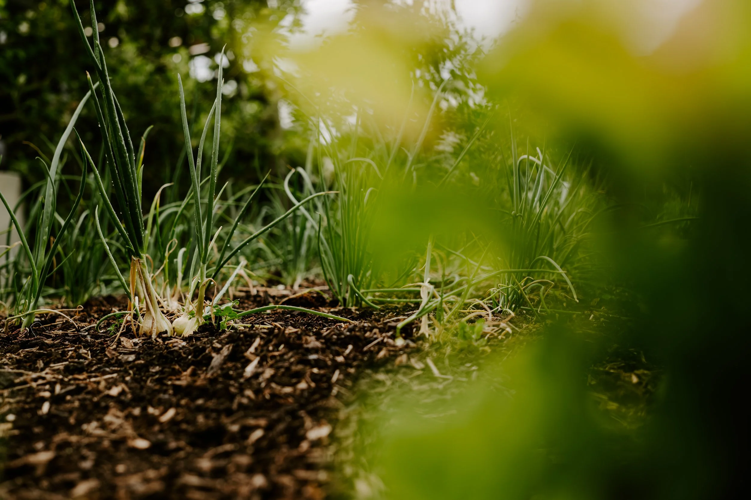 A Year at the Allotment_May 2026-201.jpg