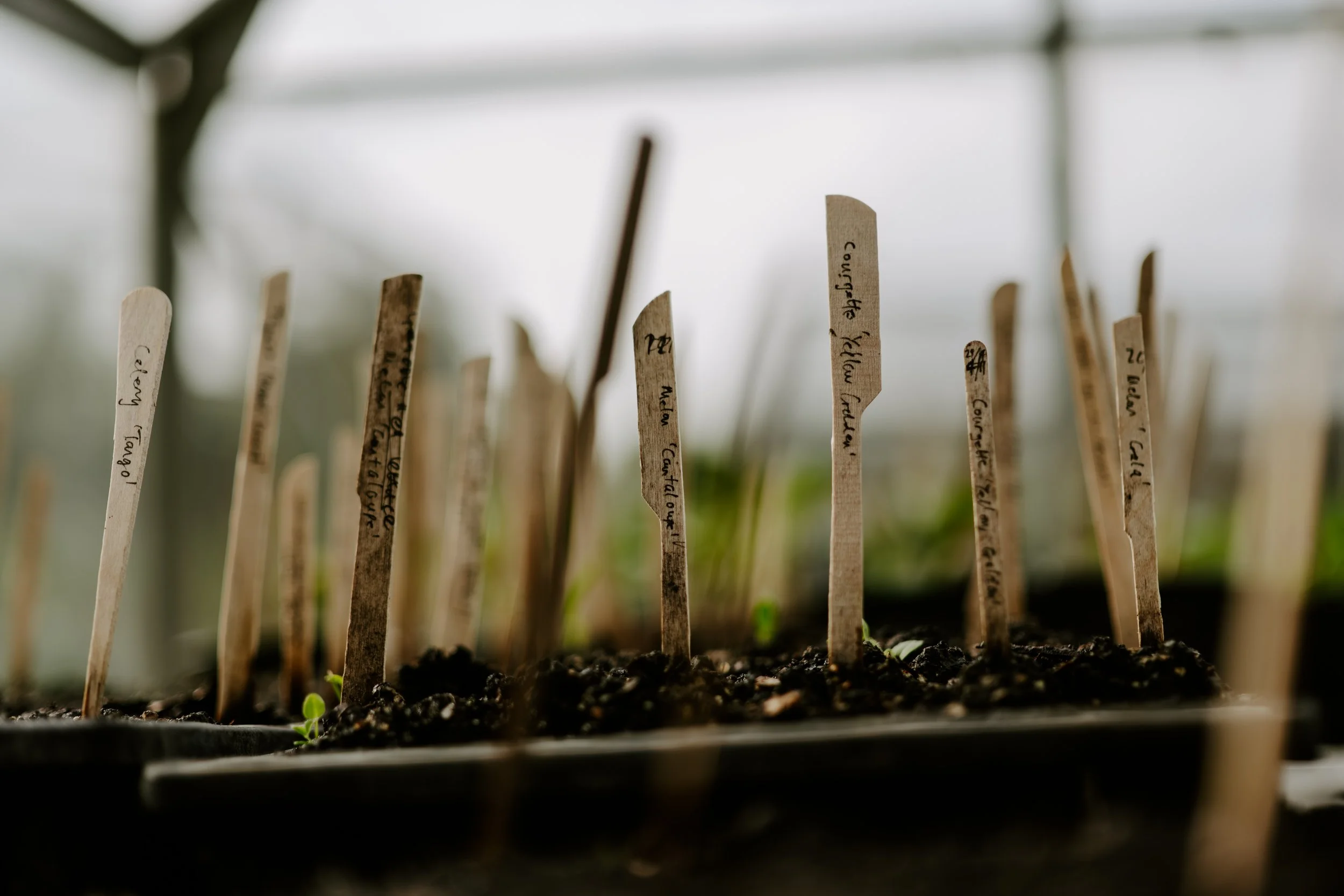 A Year at the Allotment_May 2026-158.jpg