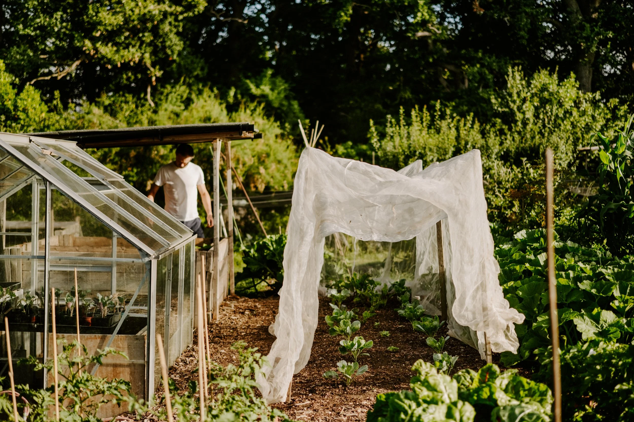 TSP_A Year At The Allotment_July 2026-114.jpg
