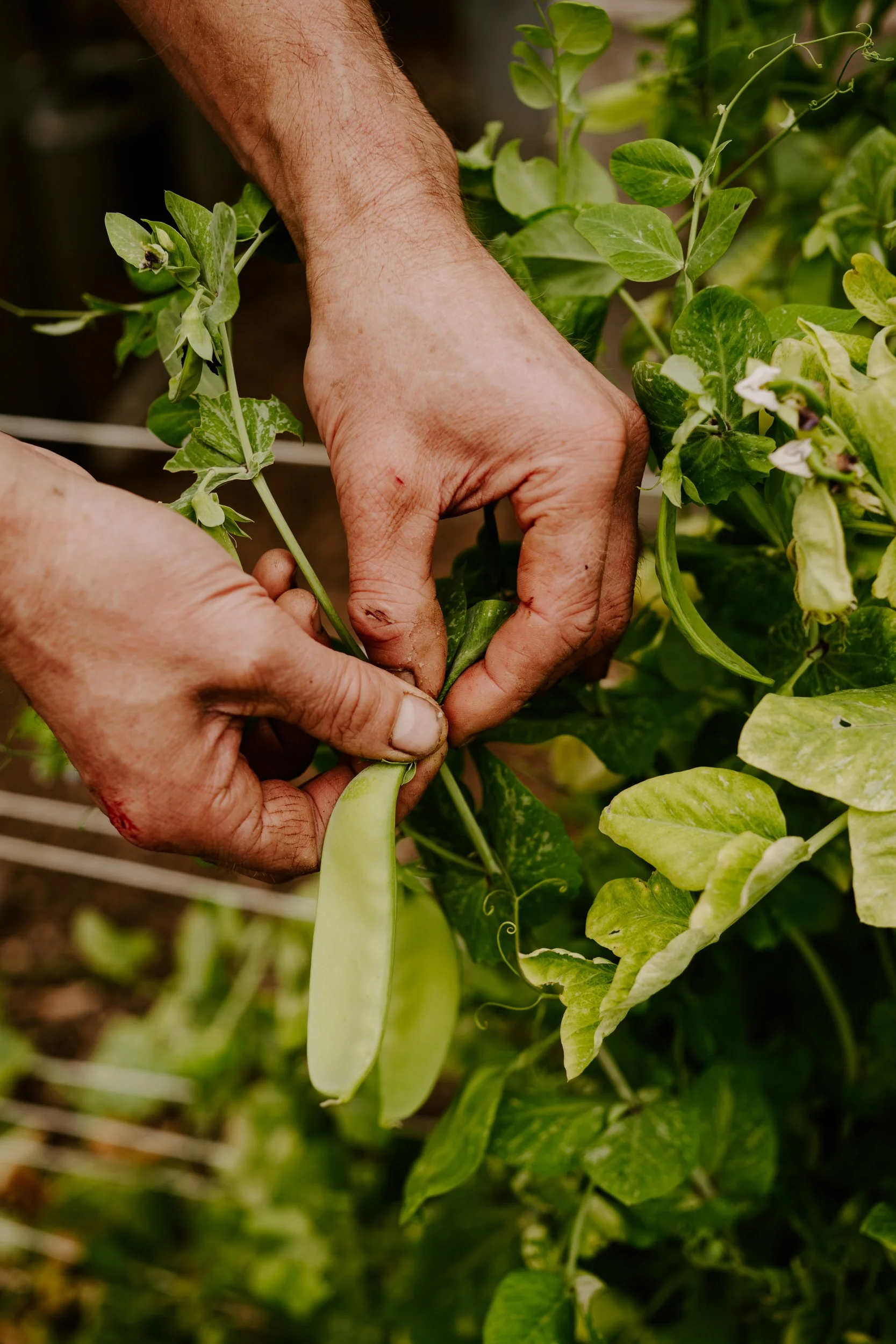 A Year At The Allotment_June-140.jpg