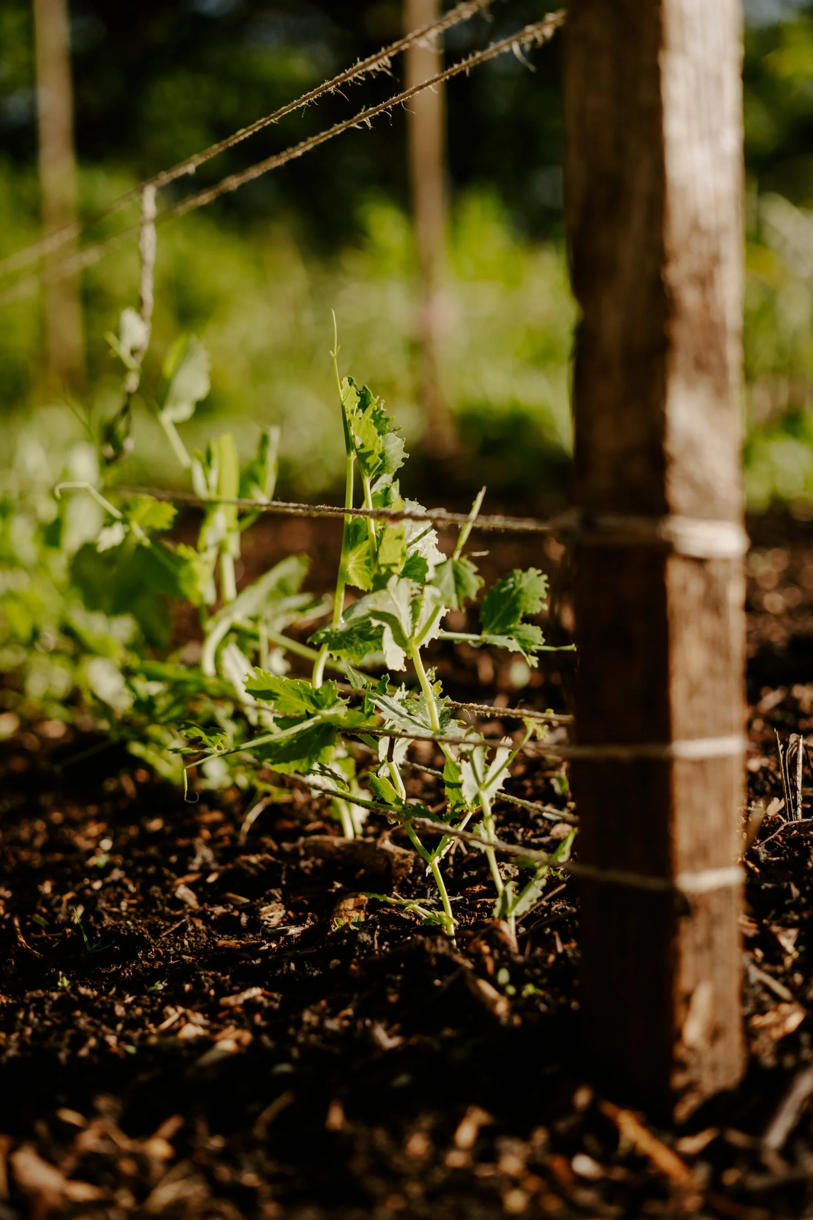 A Year At The Allotment_April-118.jpg