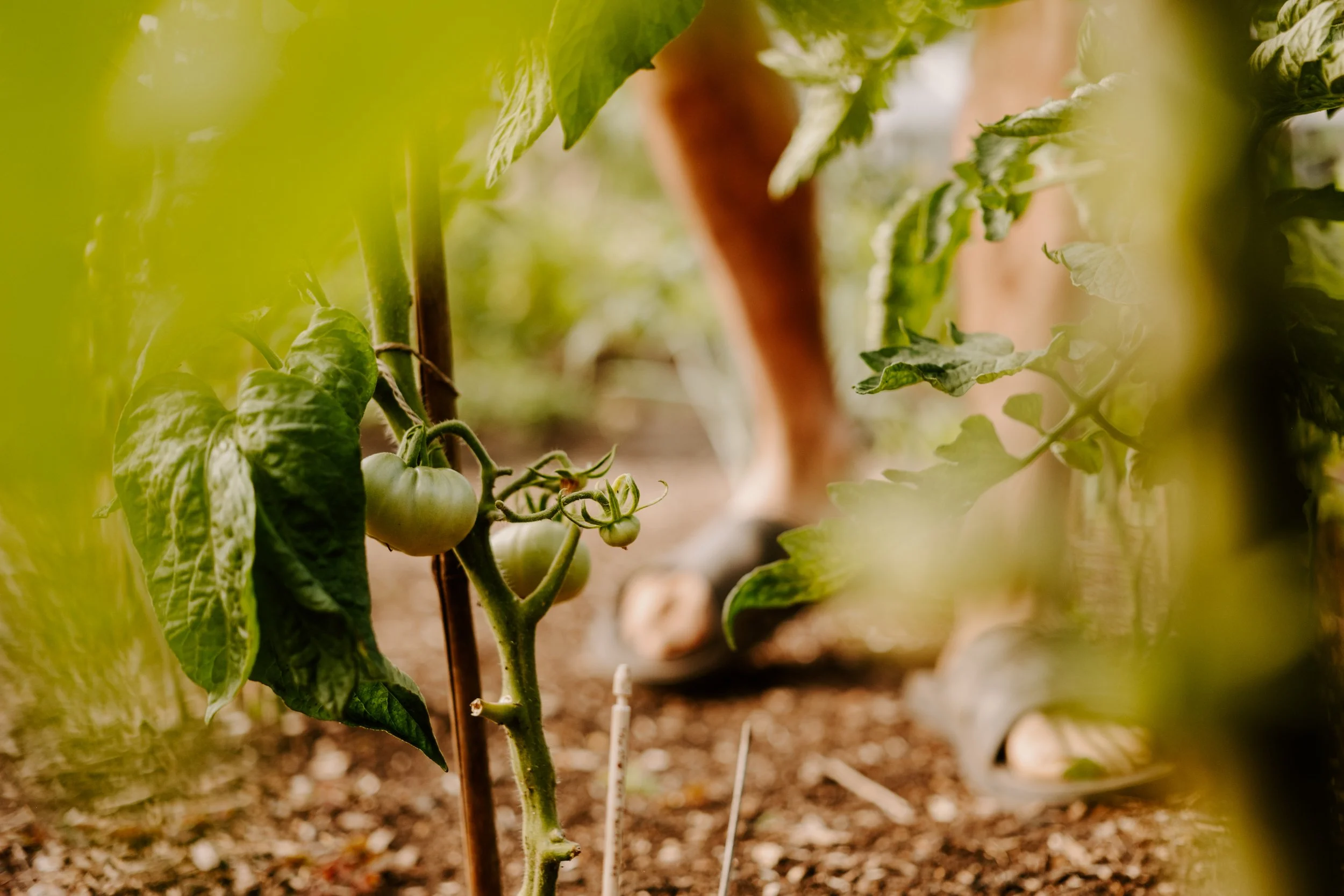 TSP_A Year At The Allotment_July 2026-174.jpg