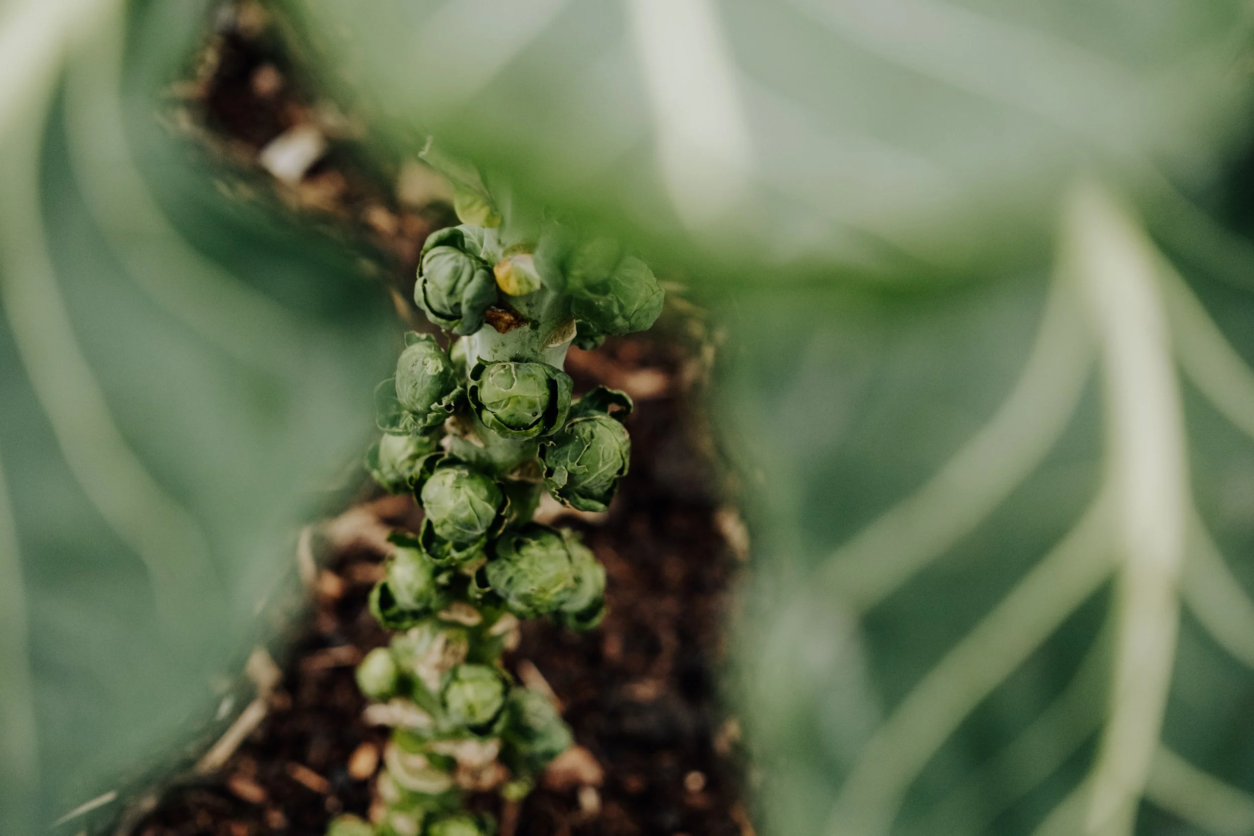 A Year at the Allotment December 2025-127.jpg