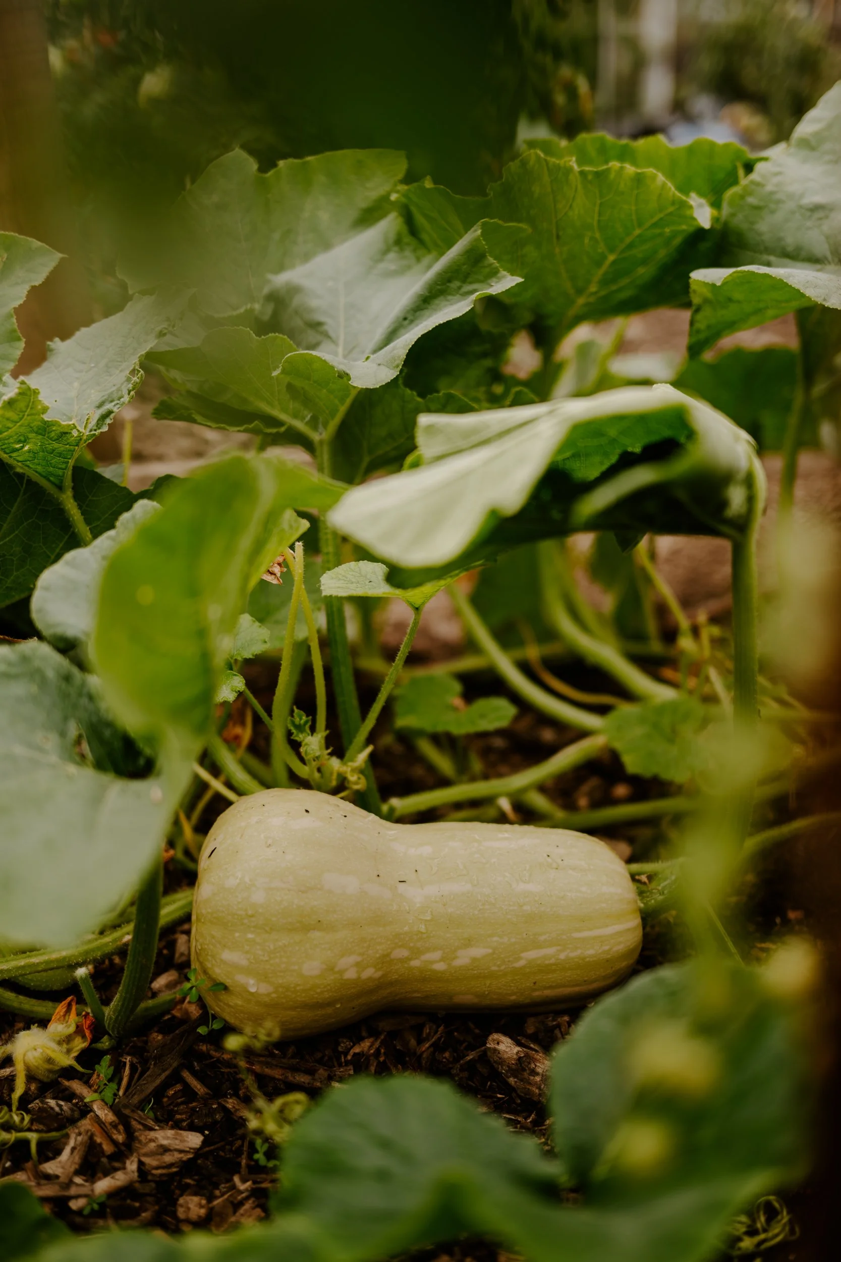 A Year at the allotment_August 2026-136.jpg