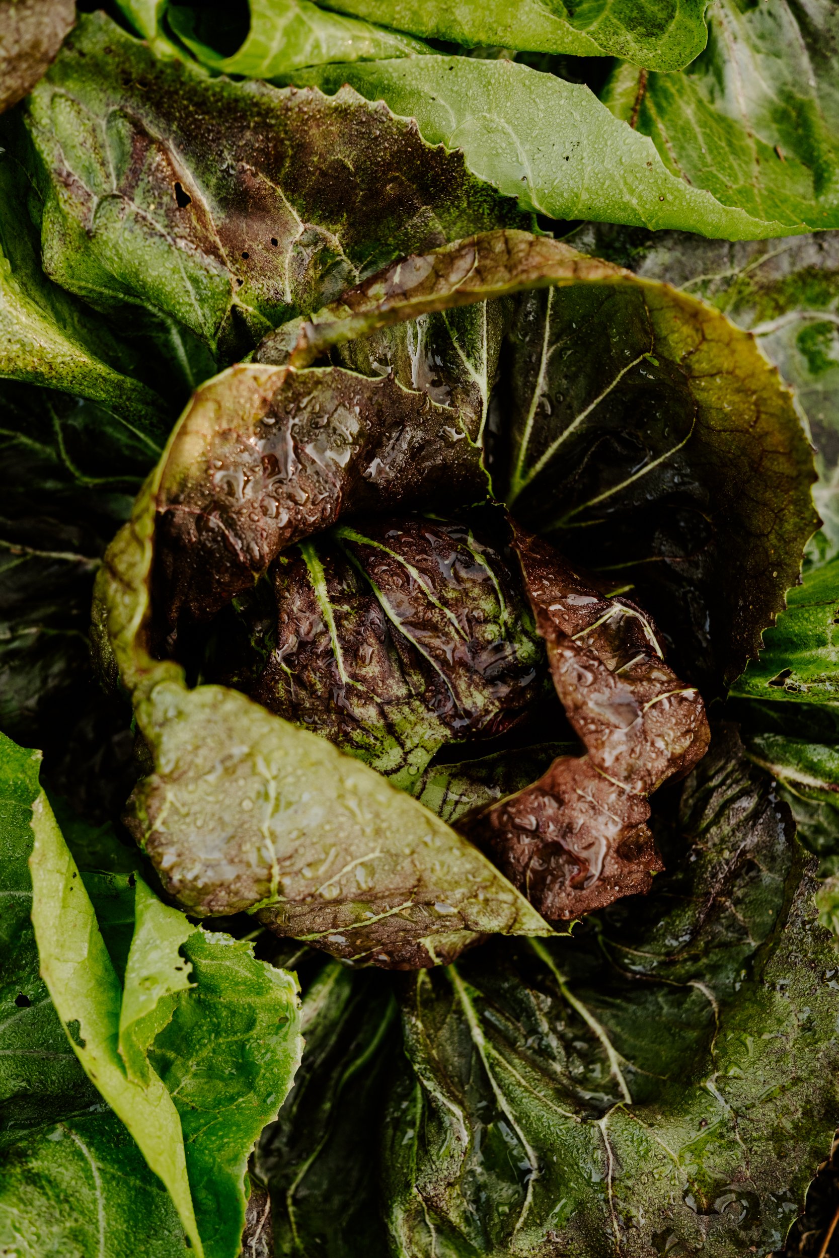 A Year on the Allotment_October 2025-250.jpg