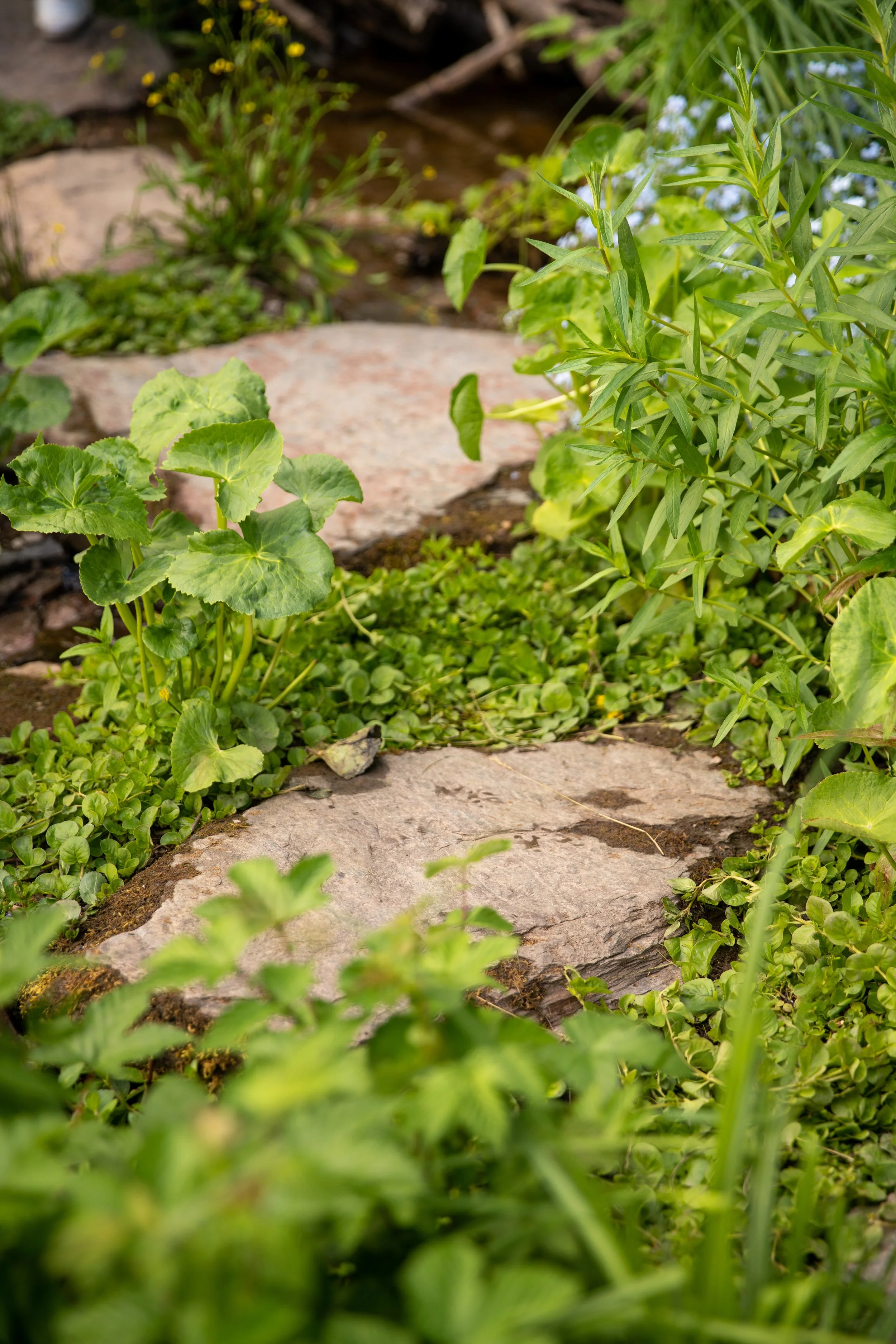 A Rewilding Britain Garden, Chelsea flower show 2022 — Allgreen