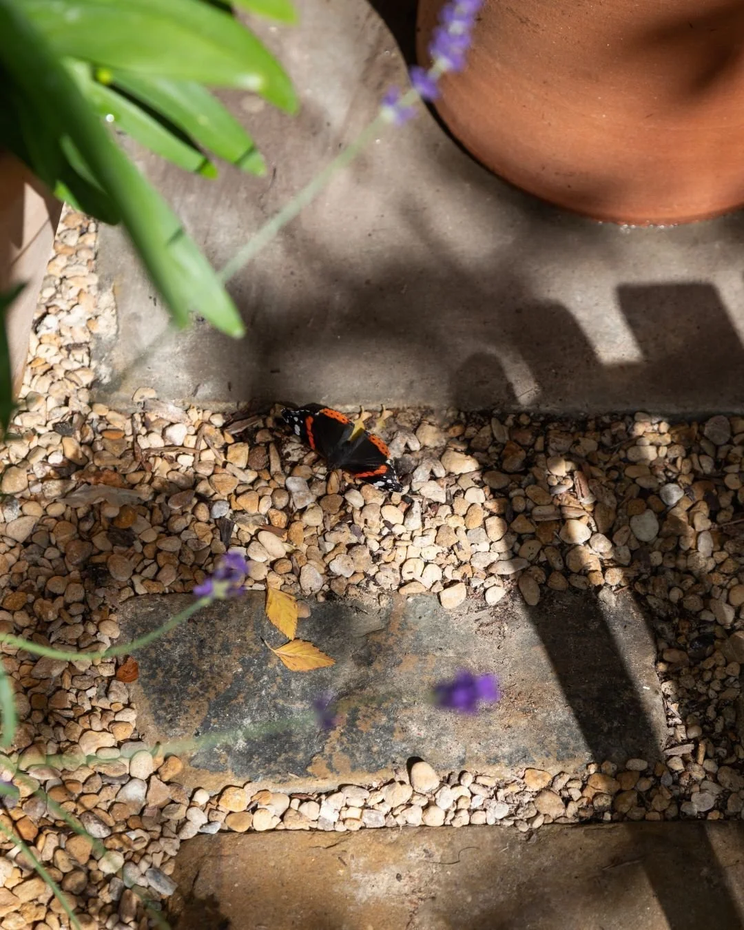 Happy Monday with one of the last moodboards of the year! 

This inviting palette features Apperley paving, Apperley Stableyard Cobbles and Harleyford Blend with a gorgeous butterfly, and together they create a rustic atmosphere.🧡

Credits:
Designed