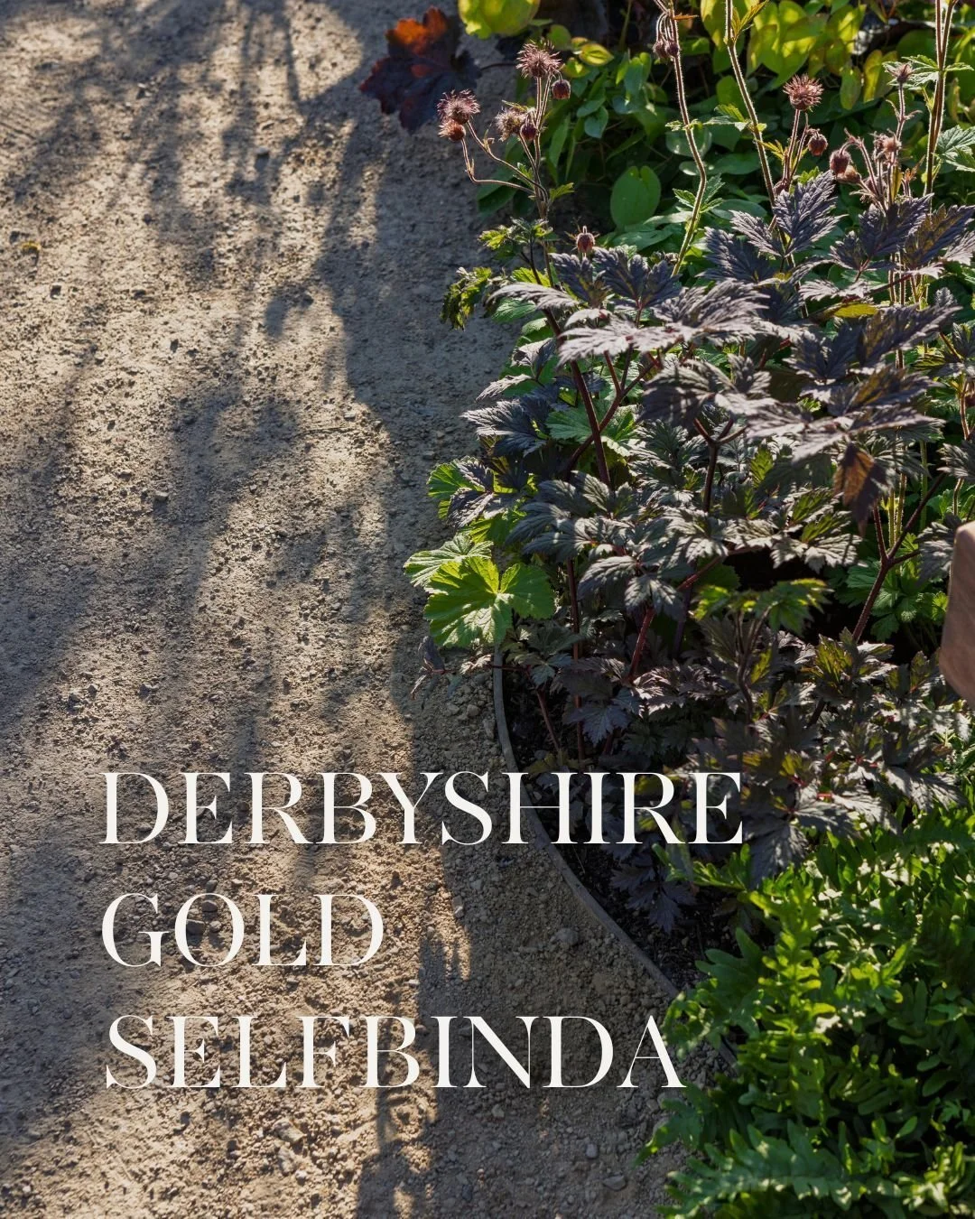 Golden path and stunning garden ✨ 

Derbyshire Gold Selfbinda adds warmth and character to any outdoor space. We loved seeing it shine at The ADHD Foundation Garden during Chelsea Flower Show 2025, winning a Silver Gilt Medal 🥈 

Credits: 
Designed 