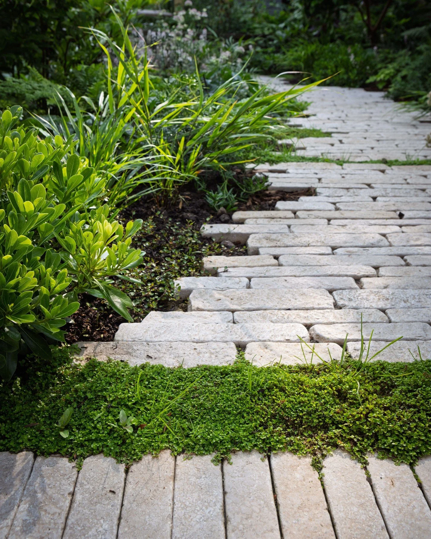 We're enchanted by the winding path formed by the Zahra Beige Pitchers, elegantly positioned in clusters that rise like little islands from a lush carpet of moss and vibrant foliage💚. 

Credits:
Garden Design by Taylor Moran Gardens - @taylormoranga