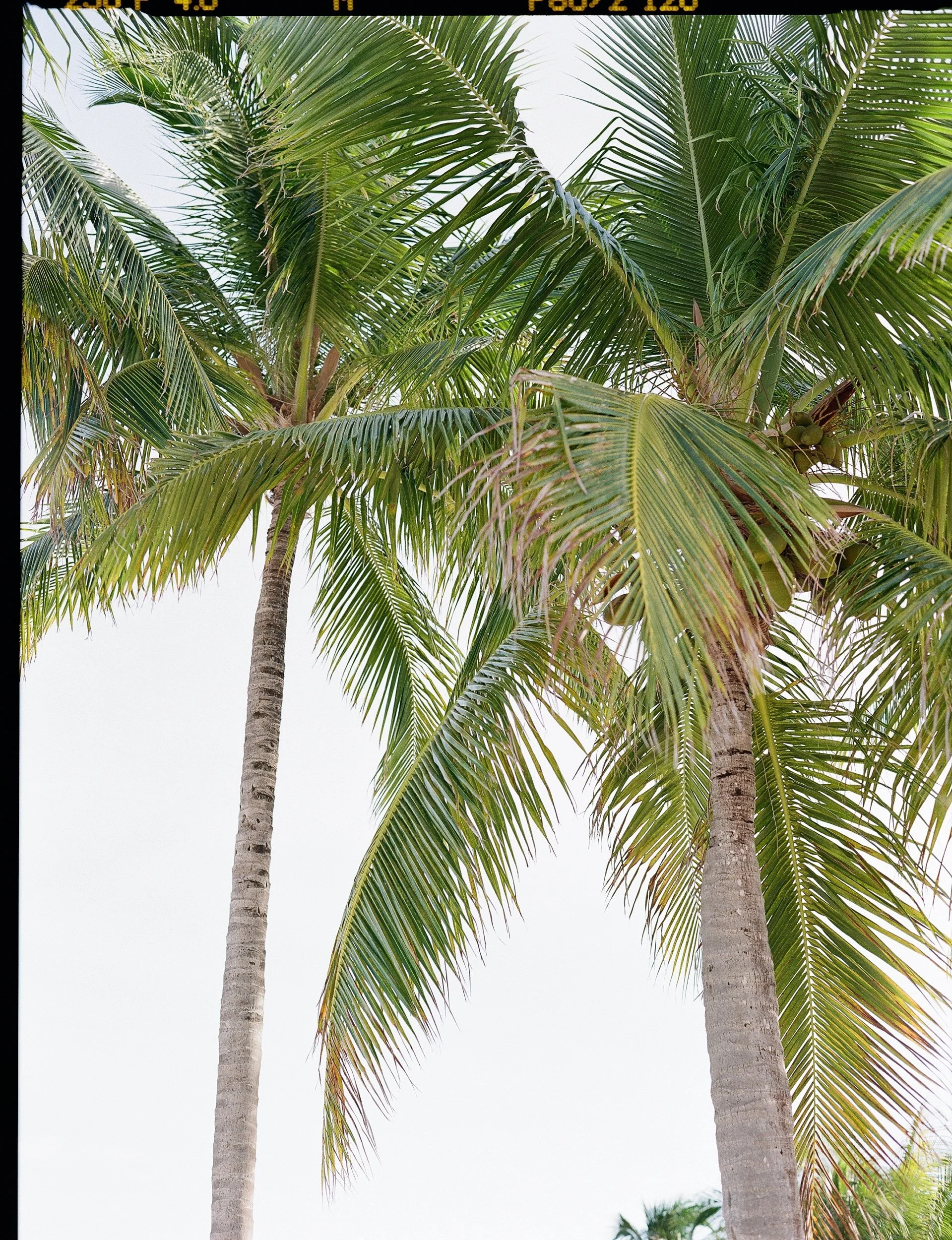 islamorada-wedding-photographer-islander-resort-engagement-lauren-galloway-29.jpg