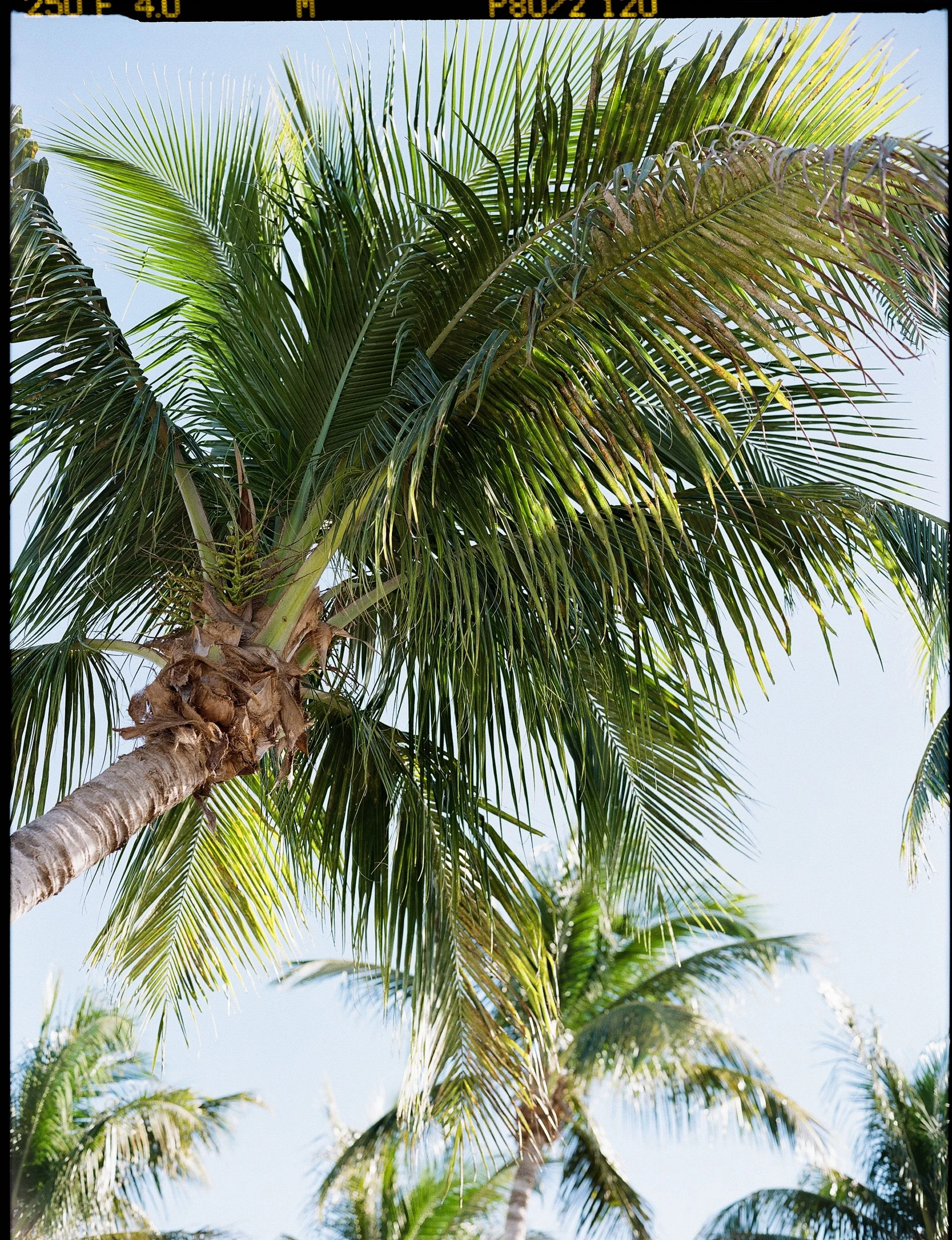 Boca-Grande-Gasparilla-Inn-Wedding-Lauren-Galloway-Photography-38.jpg