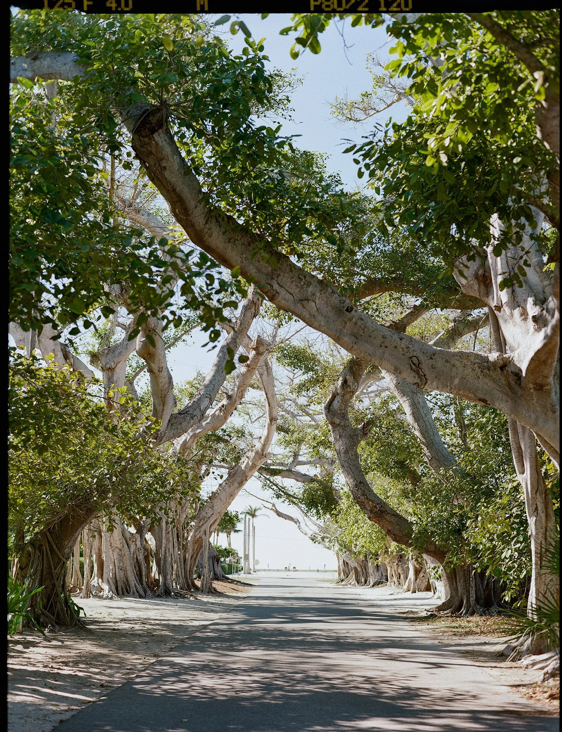 Boca-Grande-Gasparilla-Inn-Wedding-Lauren-Galloway-Photography-61.jpg