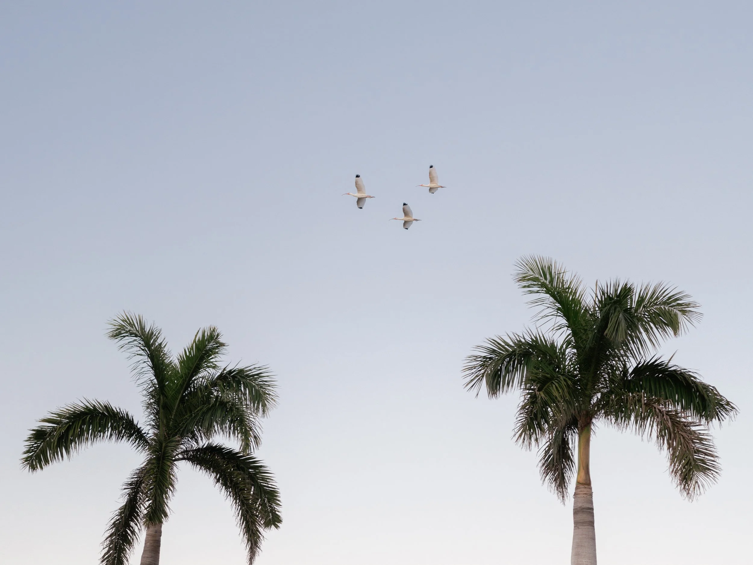 Boca-Grande-Gasparilla-Inn-Wedding-Lauren-Galloway-Photography-93.jpg