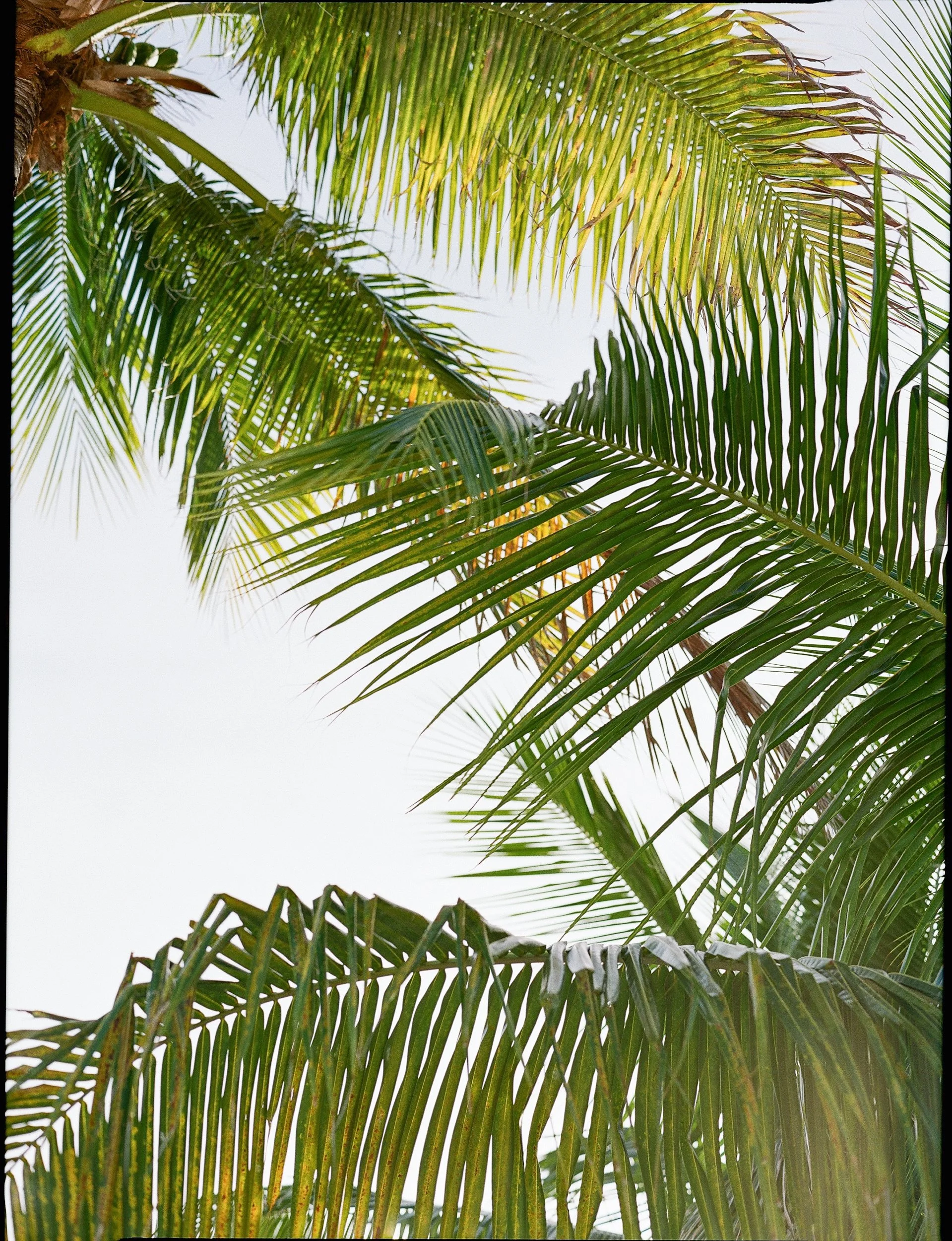 islamorada-wedding-photographer-islander-resort-engagement-lauren-galloway-15.jpg