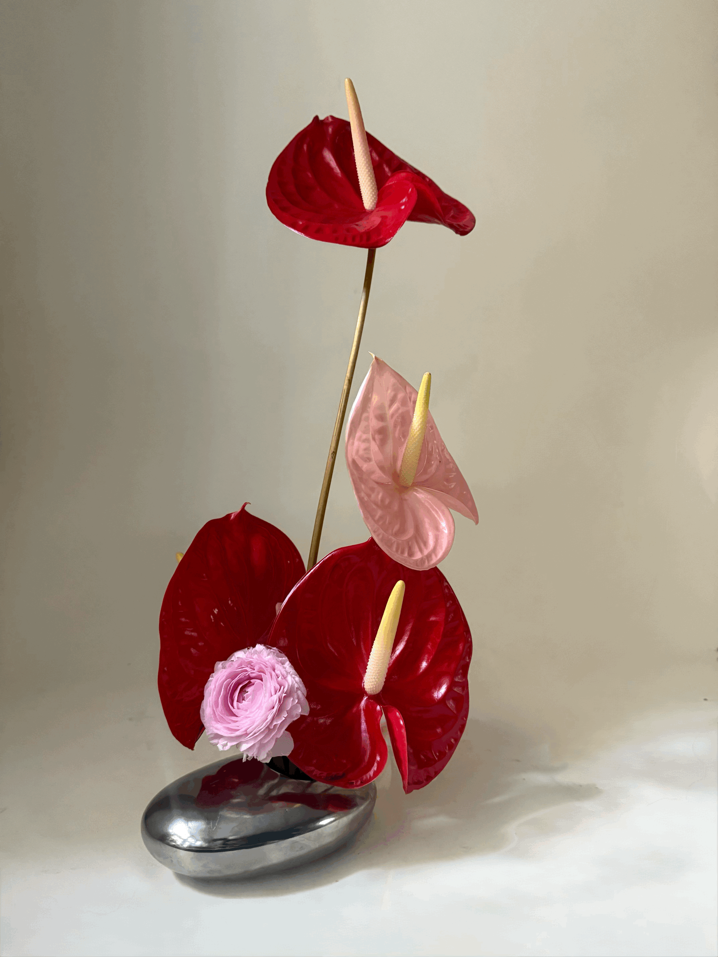 Anthurium Ellipse