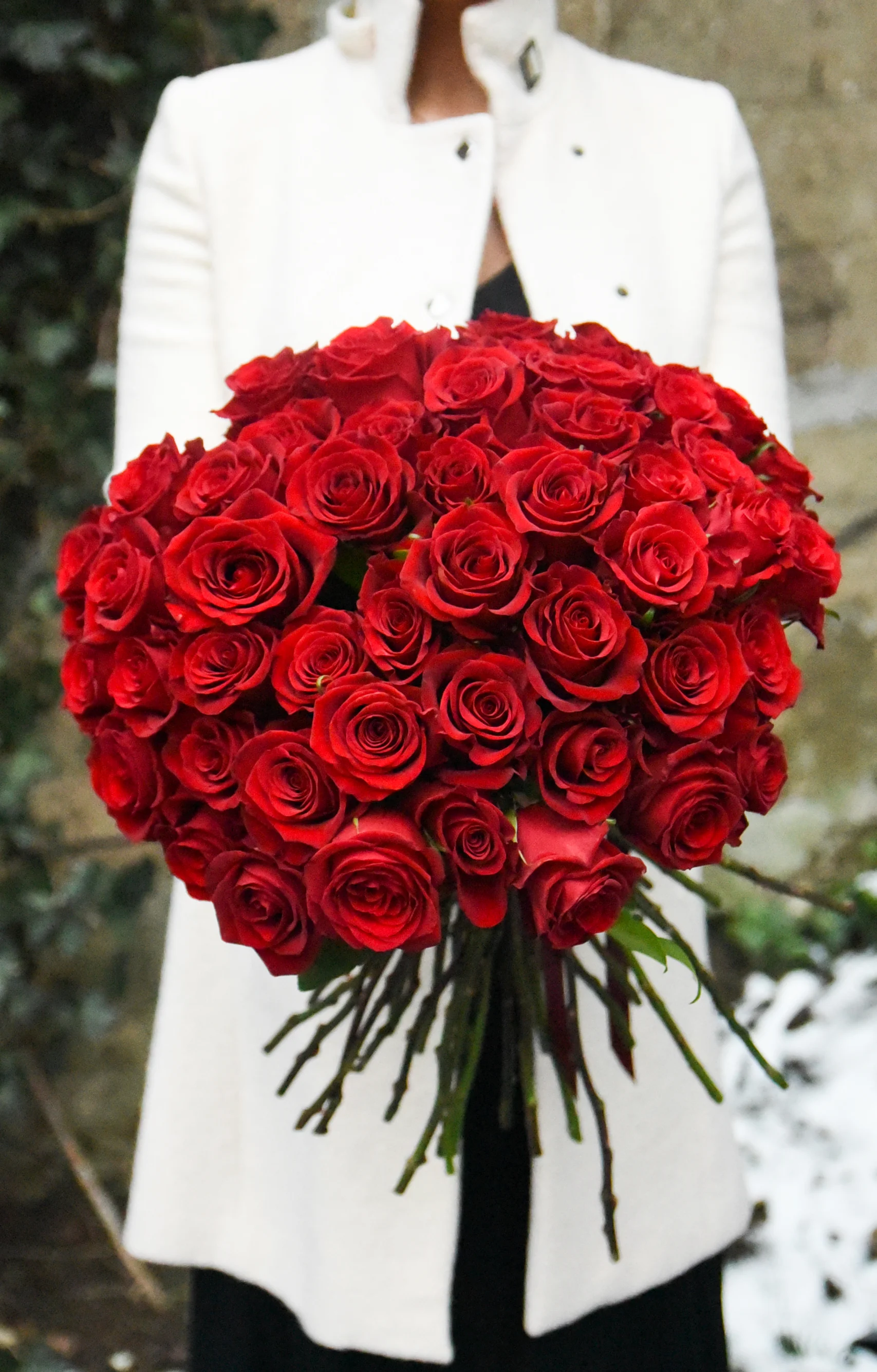 huge valentine's day bouquet filled with 5 dozen roses. Giant bouquet.