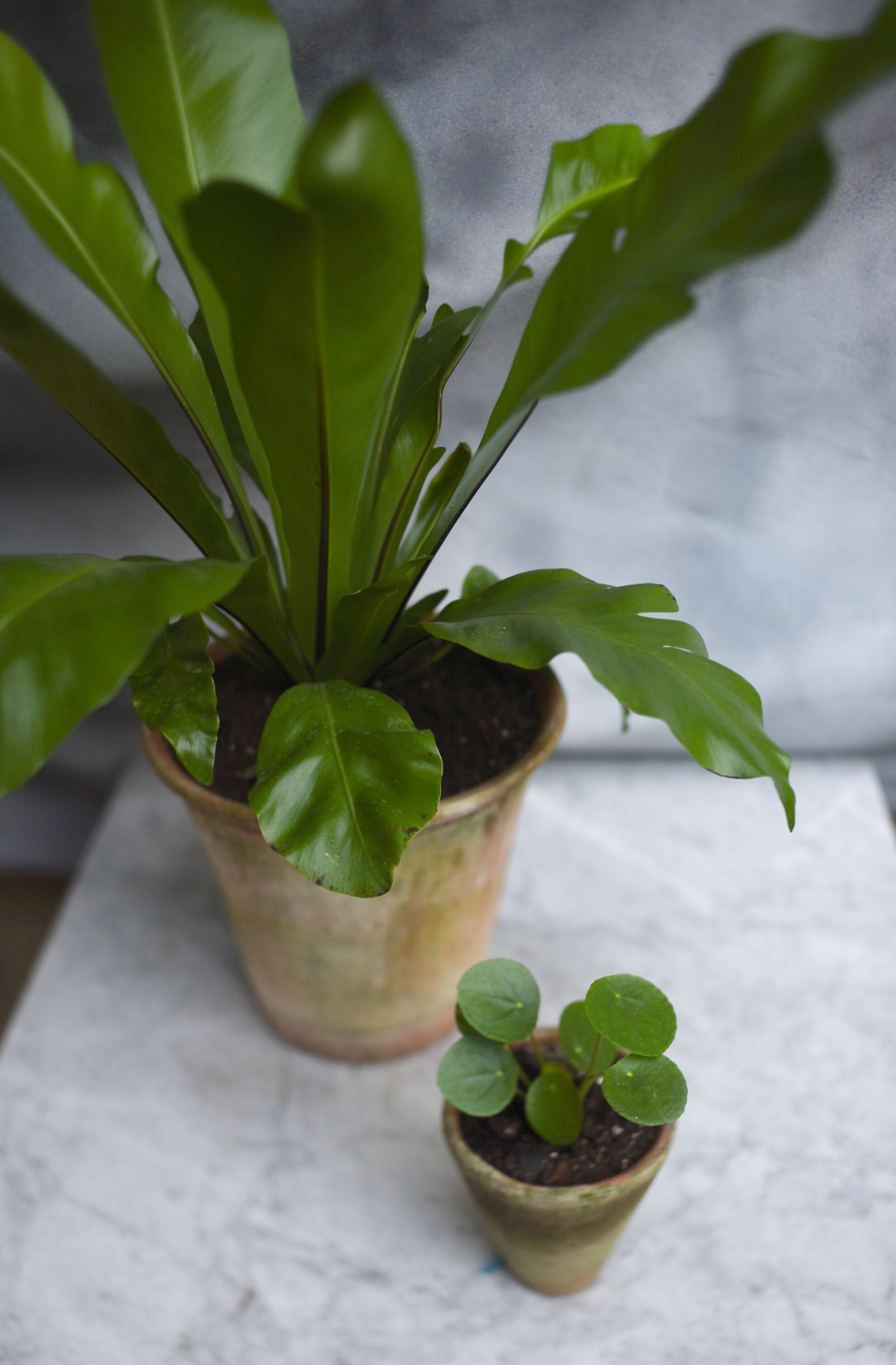 Plant Doctor Consultation