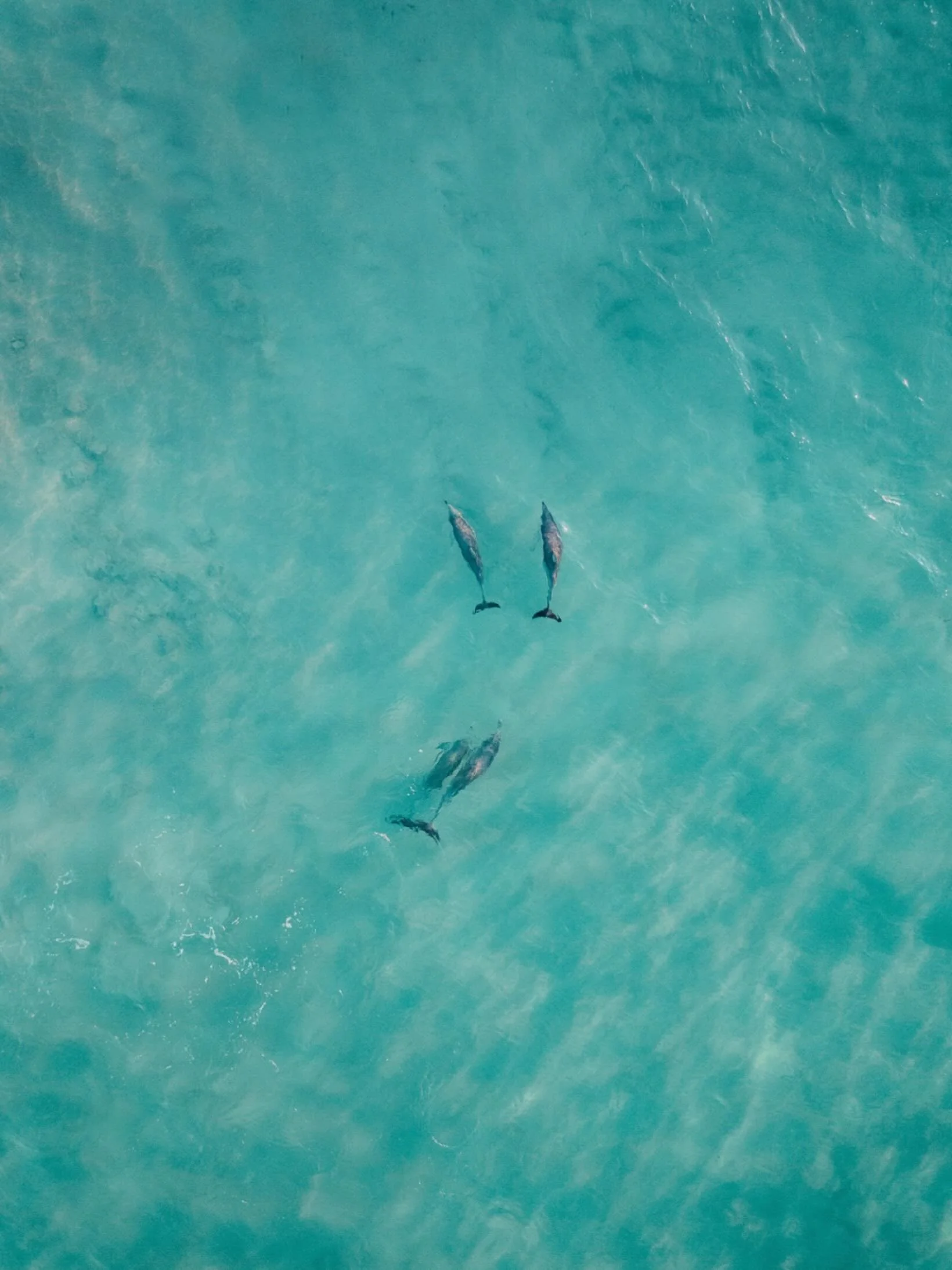 Ocean cruisers 🐬
.
.
.
.

drone photography, WA coastline, ocean photography, travel photographer, wildlife moments