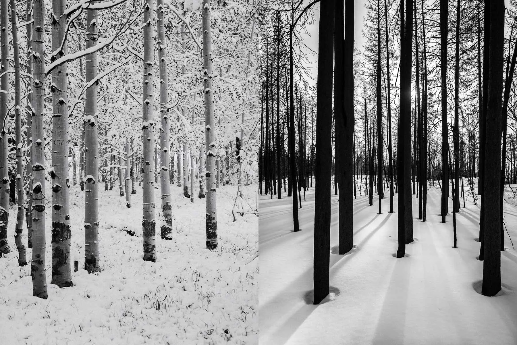 BTX01875diptych.jpg