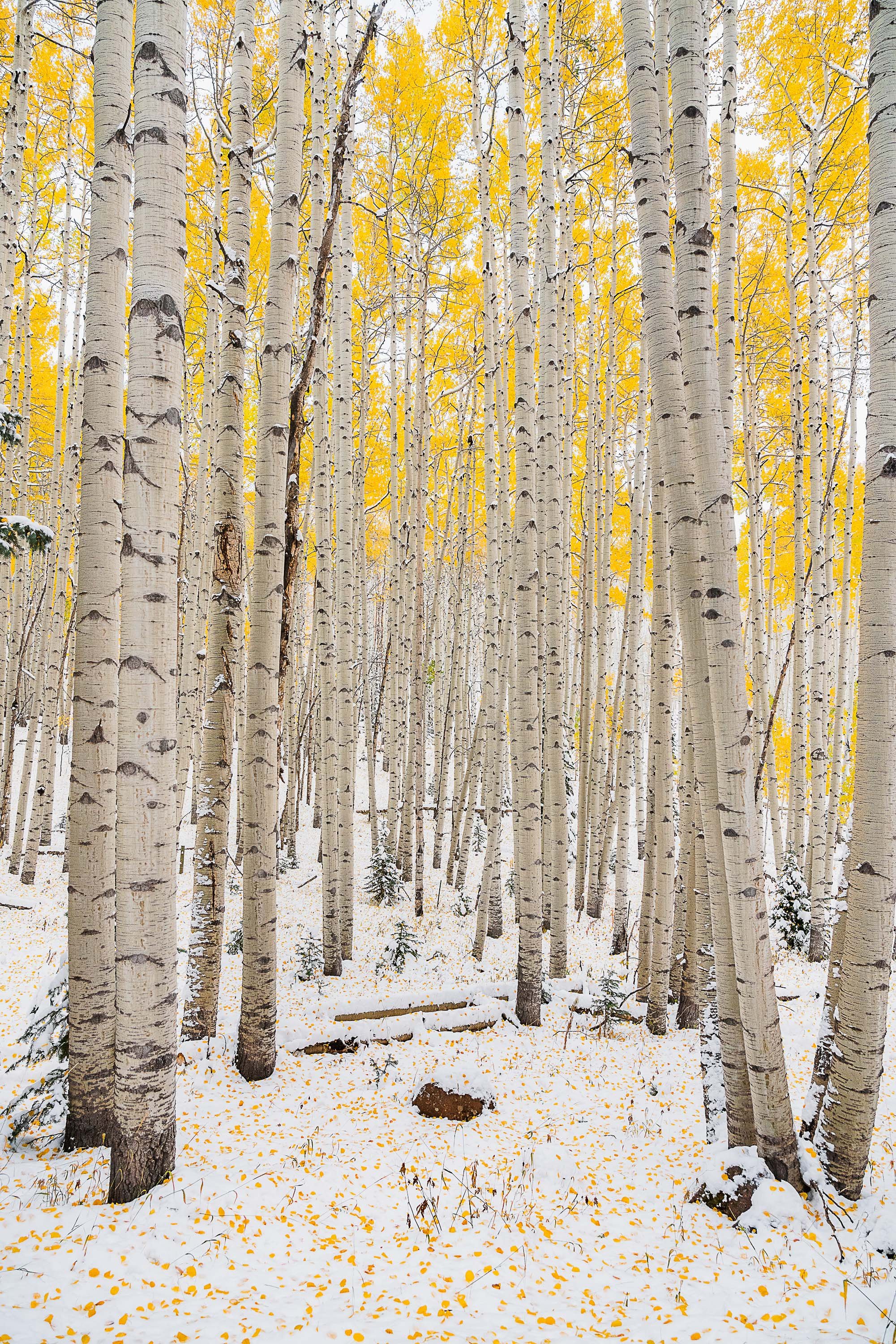 A snowy forest of tall, white-barked aspen trees with yellow autumn leaves, and snow-covered ground with yellow fallen leaves.