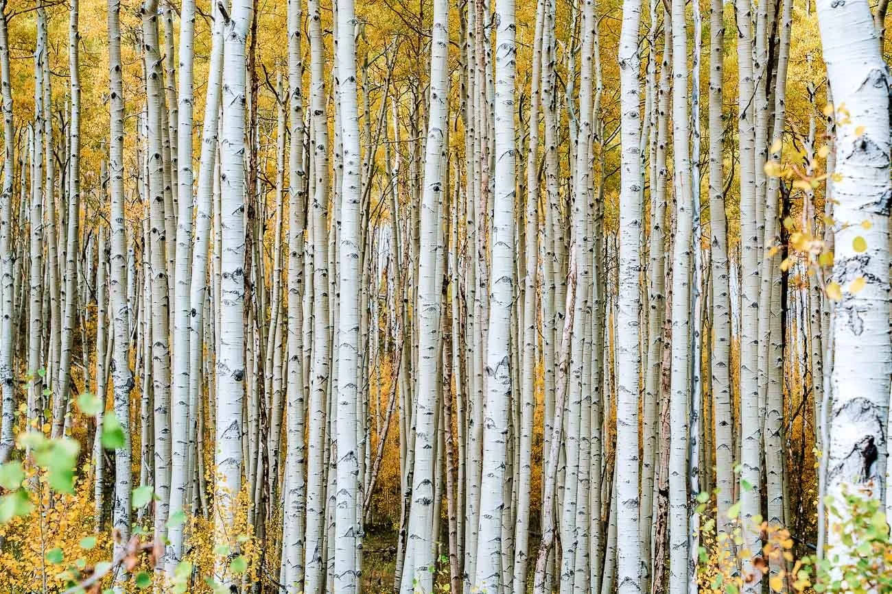 Tamara_Susa_Aspen_grove-08770.jpg