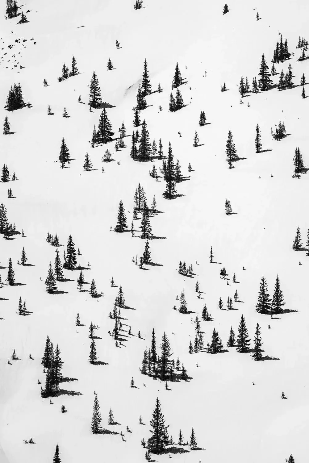 Snow-covered mountain slope with scattered pine trees and shadows on the snow.