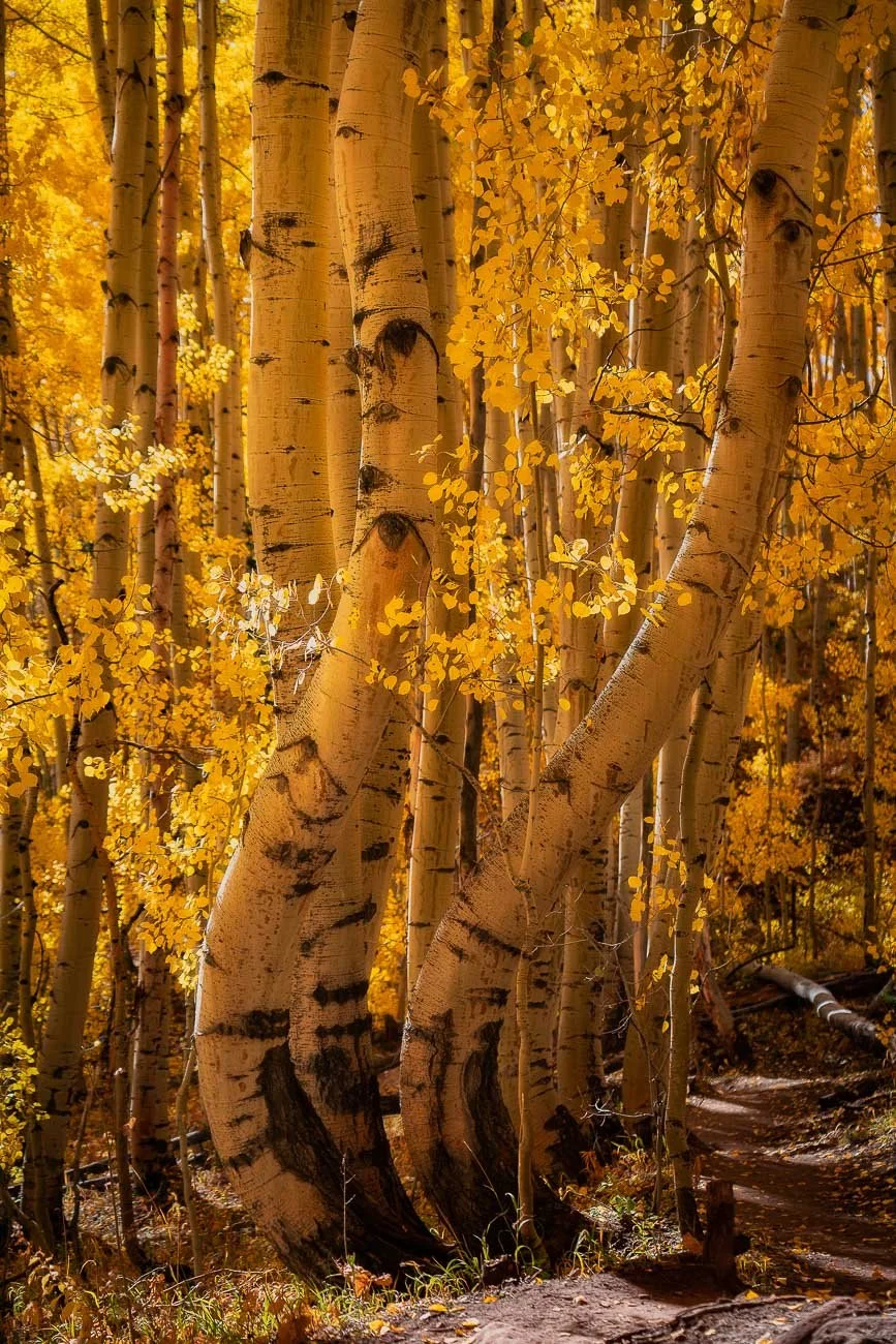 Tamara_Susa_Fall_Aspen_Colorado-.jpg