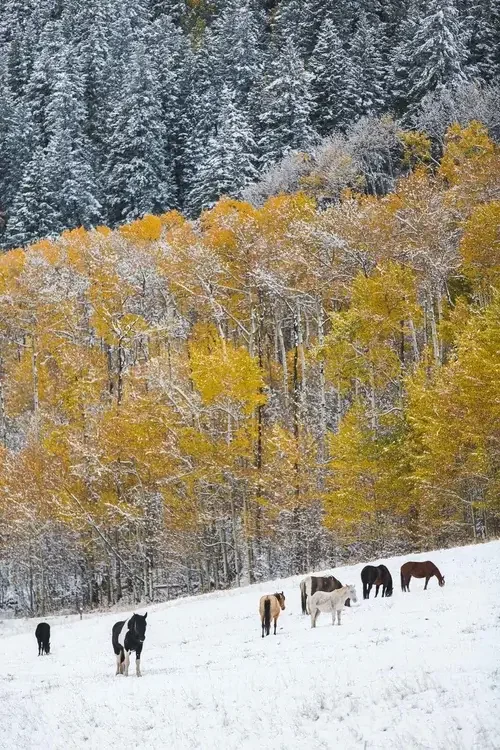 Horses in the Fall