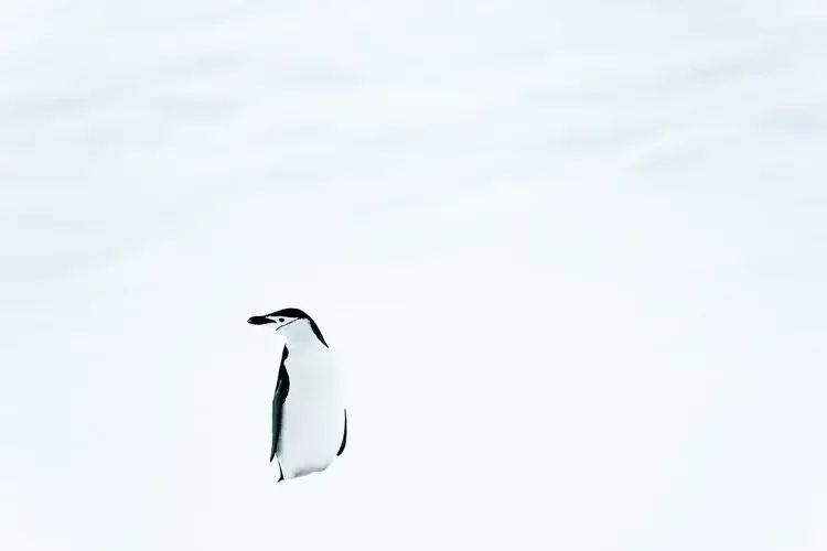 Tamara_Susa_Antarctica-00717-2.webp