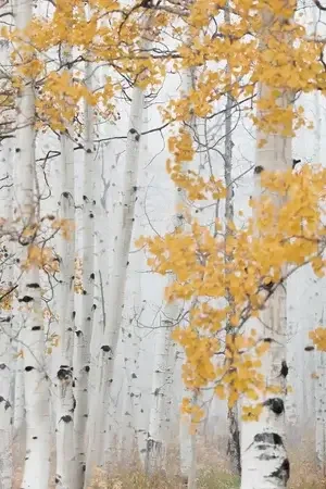 Misty Aspens