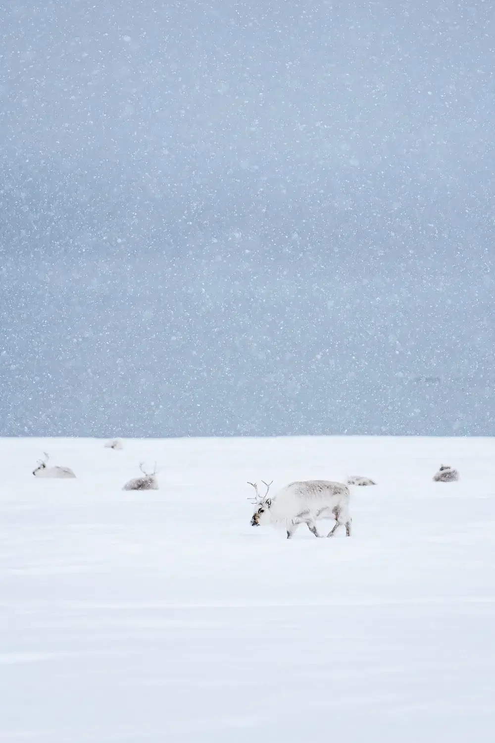 Snow-covered landscape with a group of reindeer in a snowy field during a snowfall.
