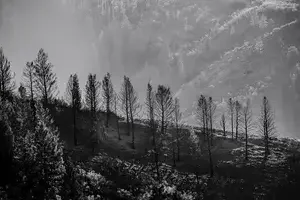 Black and white landscape of a mountain slope with tall, bare trees and wispy fog in the background.