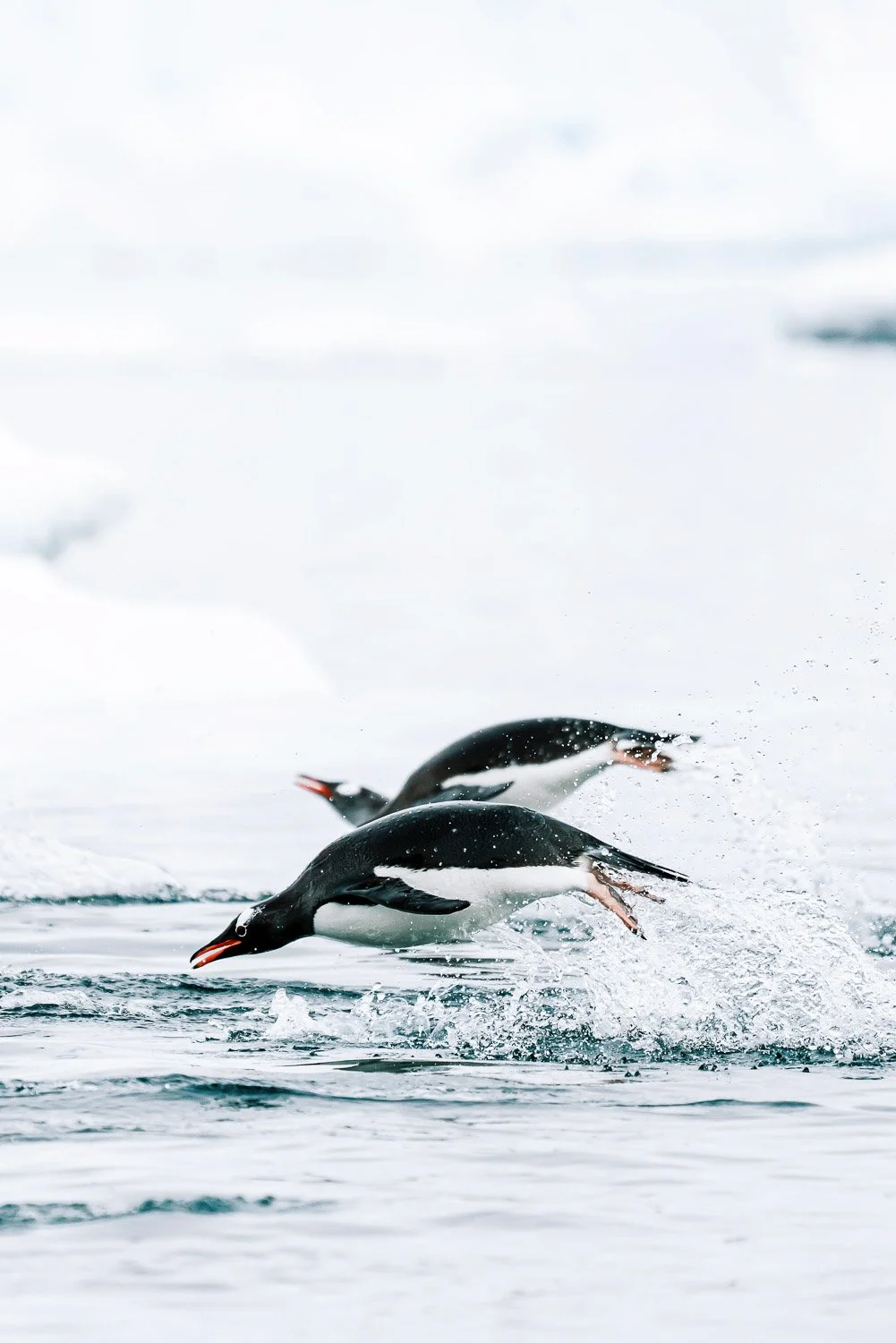 Tamara_Susa_Antarctica_Ice_Axe_Expeditions-52.jpg