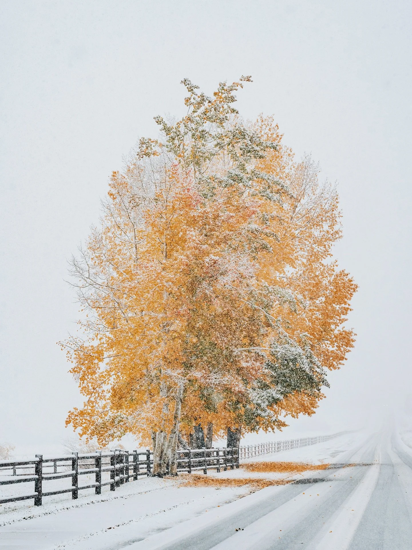 This storm is slowly bringing the last of the leaves to the ground which means my fall print sale is coming to an end this Sunday. Don&rsquo;t miss your chance to order a fine art print for your home at 25% off! 

Bonus: I&rsquo;ve just added some of