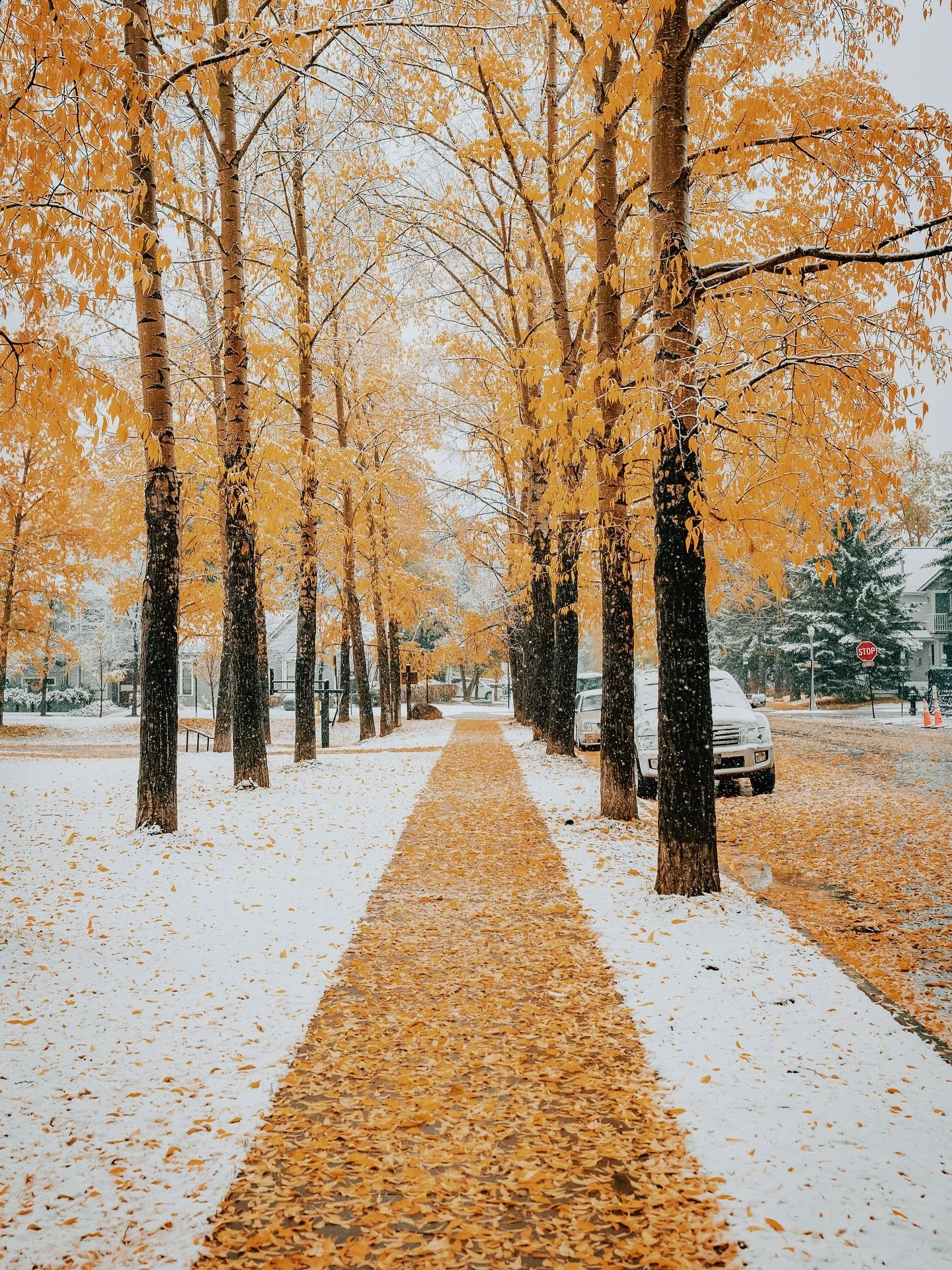 One of my favorite finds while walking around Aspen on a snowy October day 🍂❄️
#aspenco #aspensnowmass #coloradofallcolors #clashofseasons