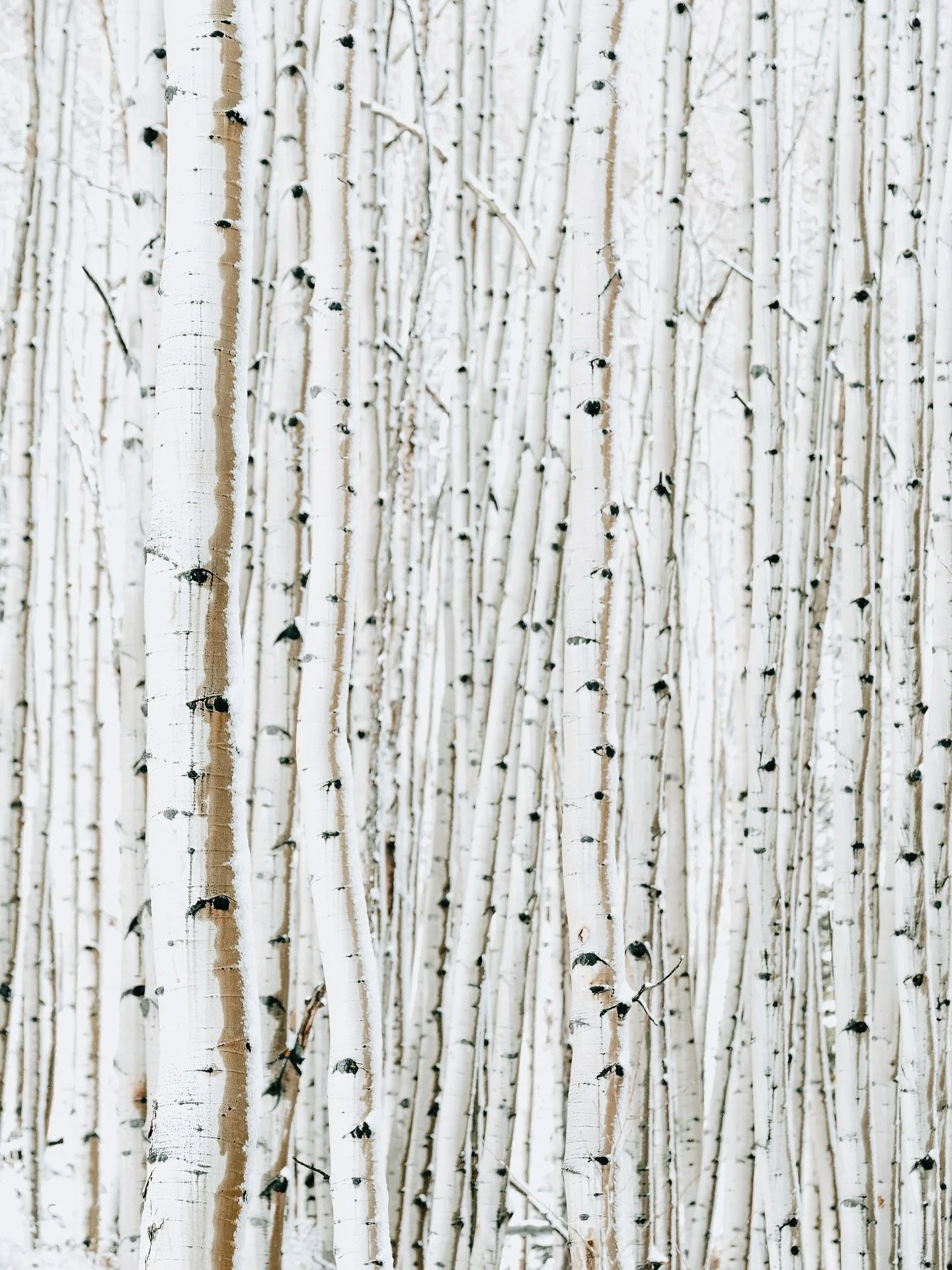 I’m always searching for the most perfect aspen grove that doesn’t have any dead trees in it. I think this might be the closest I’ve ever gotten to my goal! 😃
#aspenco #aspengrove #aspensnowmass #aspentree