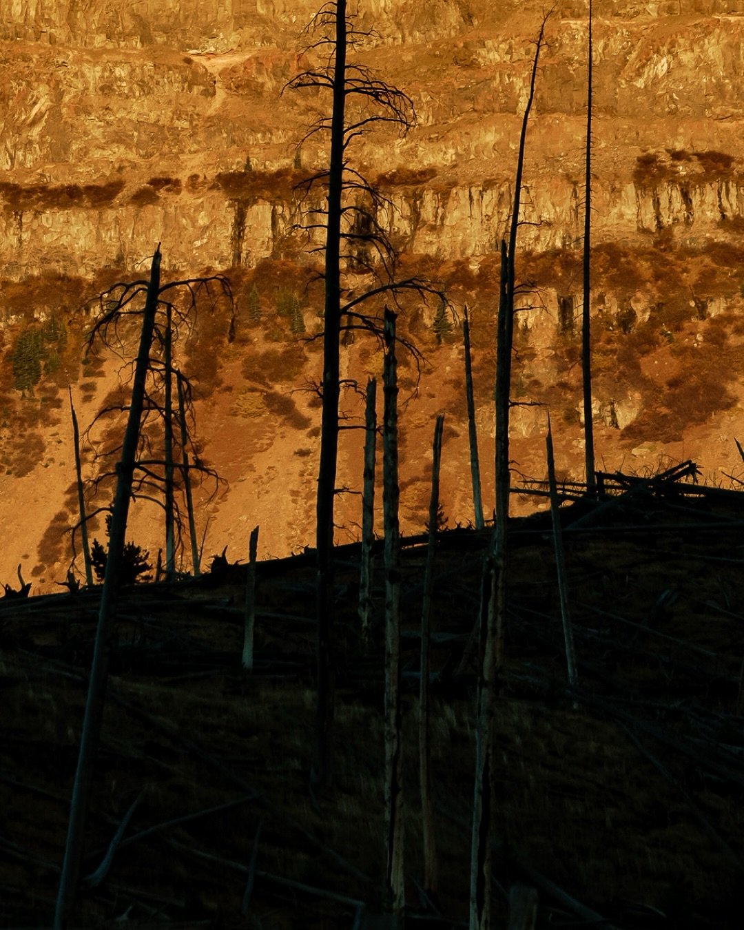 Did you know that the Flat Tops Wilderness was the first designated wilderness area in the United States?
Arthur Carhart of the U.S. Forest Service was so inspired by the beauty of these landscapes that he advocated for areas where humans could not