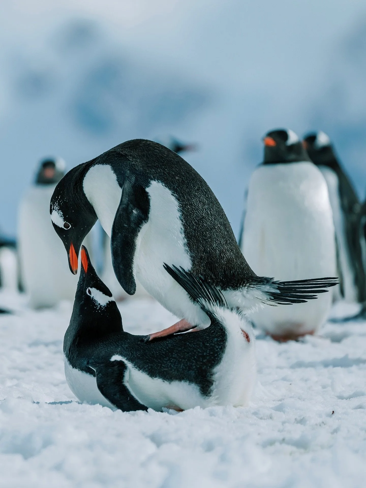 Penguin love 🥰

#antarctica #gentoopenguin #iceaxeexpeditions