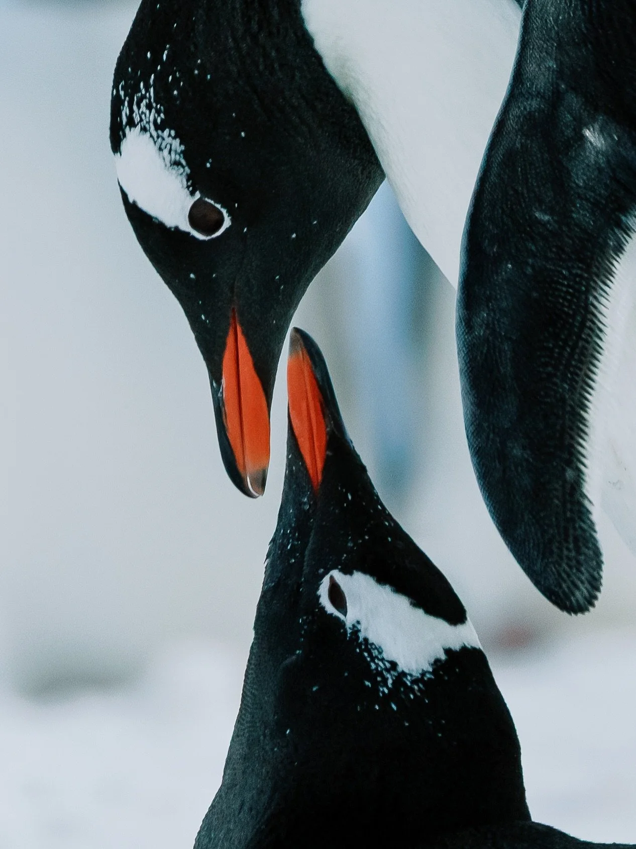 No such thing as too much penguin content 🐧

Spot the intruder in the last slide!

#bethexperience #antarctica #iceaxeexpeditions