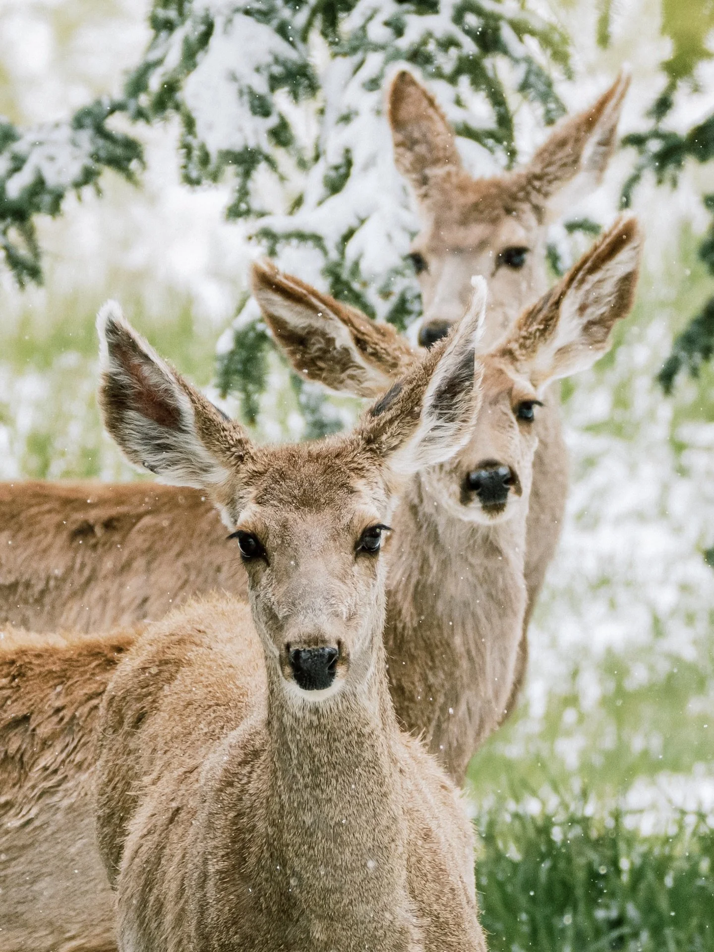 Curious neighbors 😊 Do you think that last one is playing hide and seek with me? 😆

#aspensnowmass #snowmass #fourseasonsinsnowmassbook