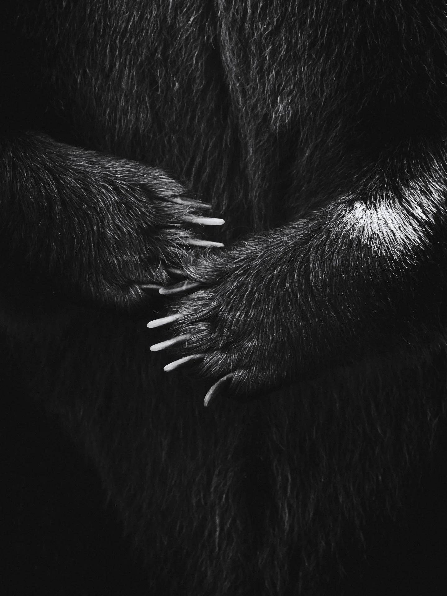 🐻