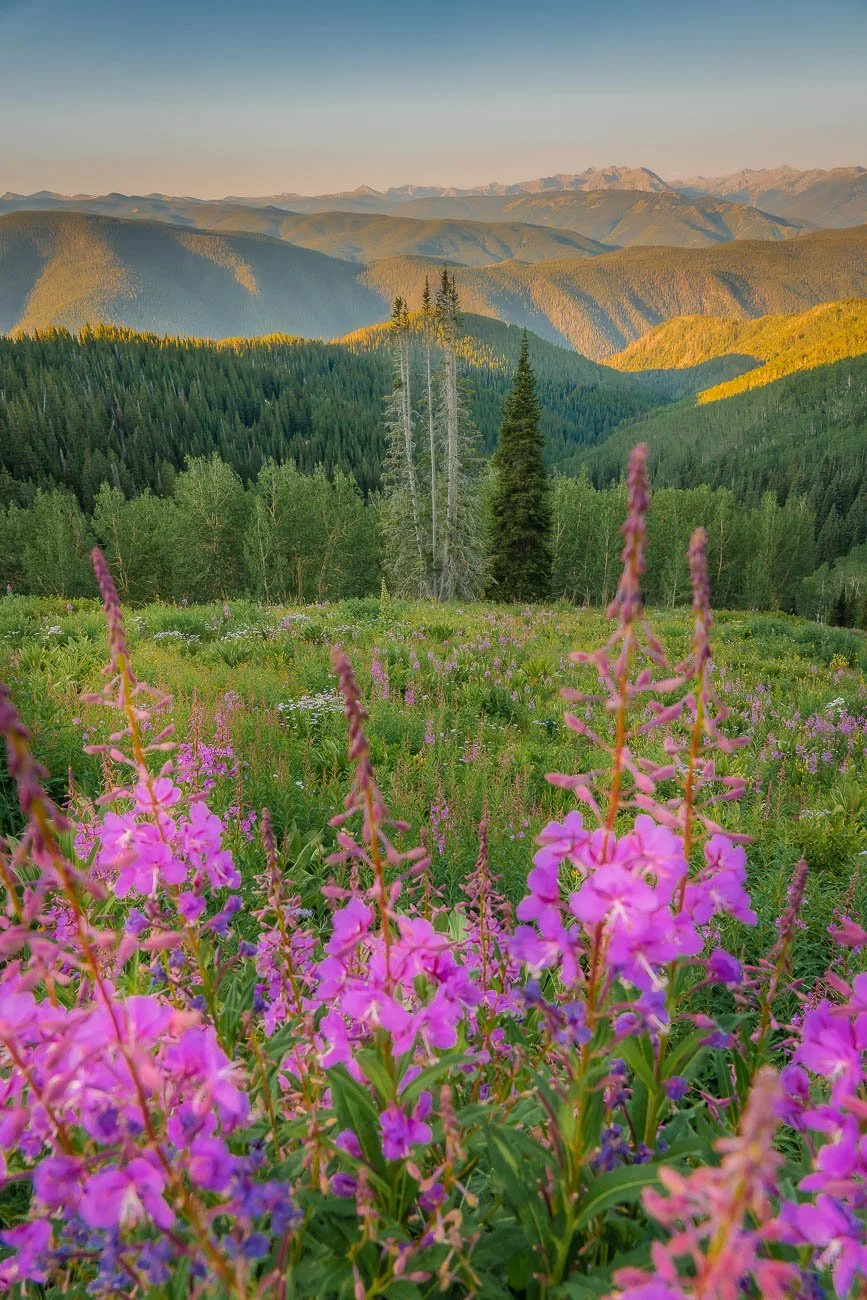 Tamara_Susa_Wildflowers_Summer_Colorado-.jpg